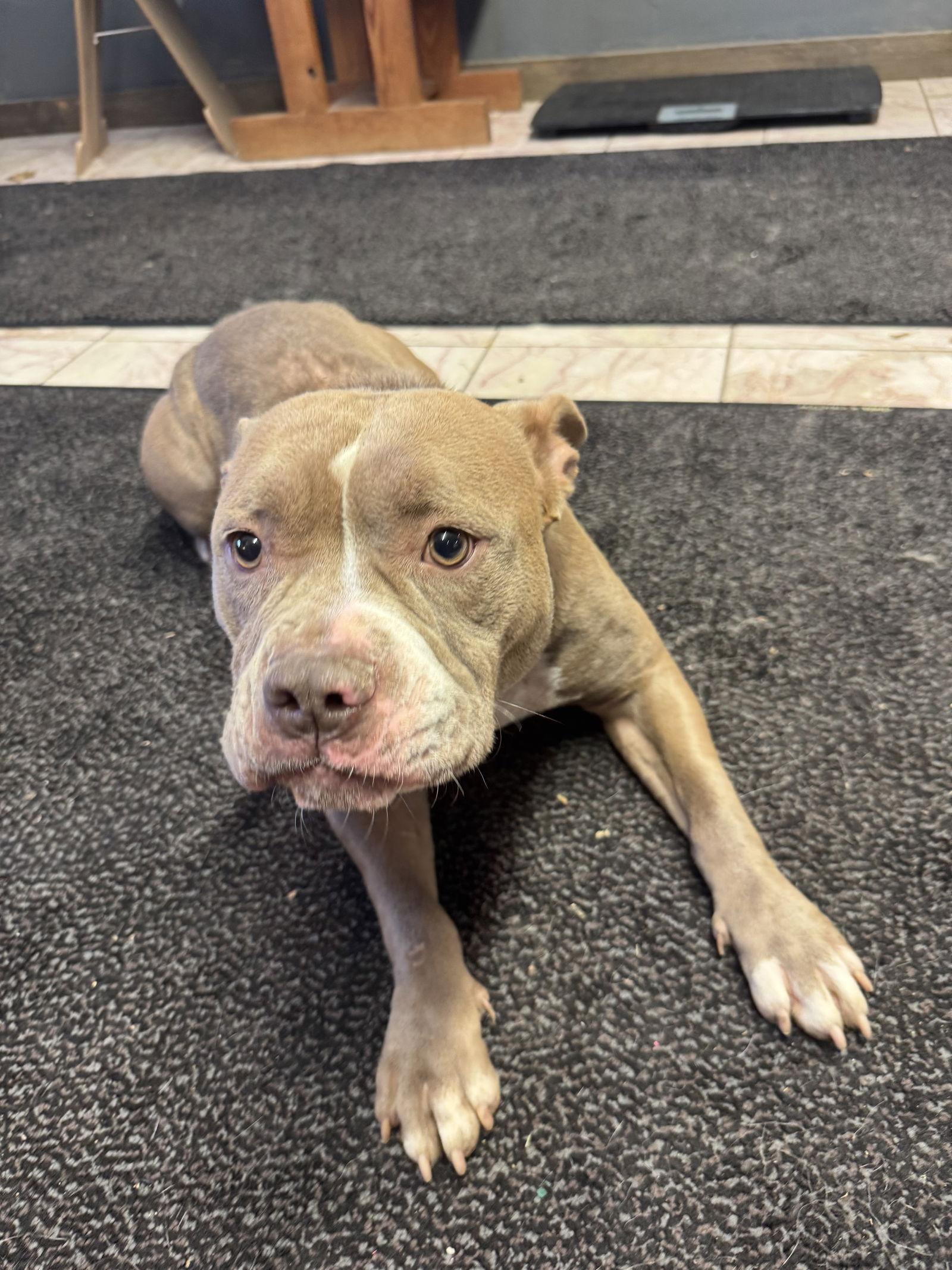 Enlarge Sylvy, a Adoptable Pit Bull Terrier in Leavenworth, KS image 2/2