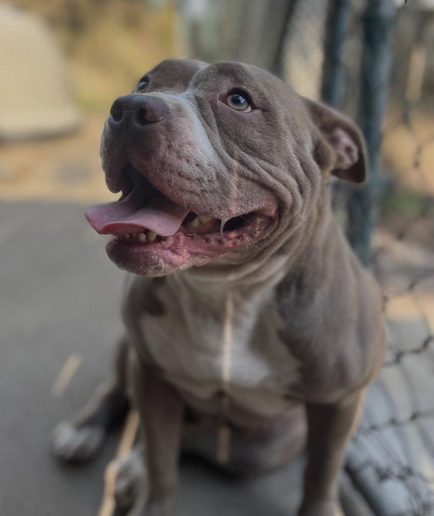 Enlarge Sylvy, a Adoptable Pit Bull Terrier in Leavenworth, KS image 2/2