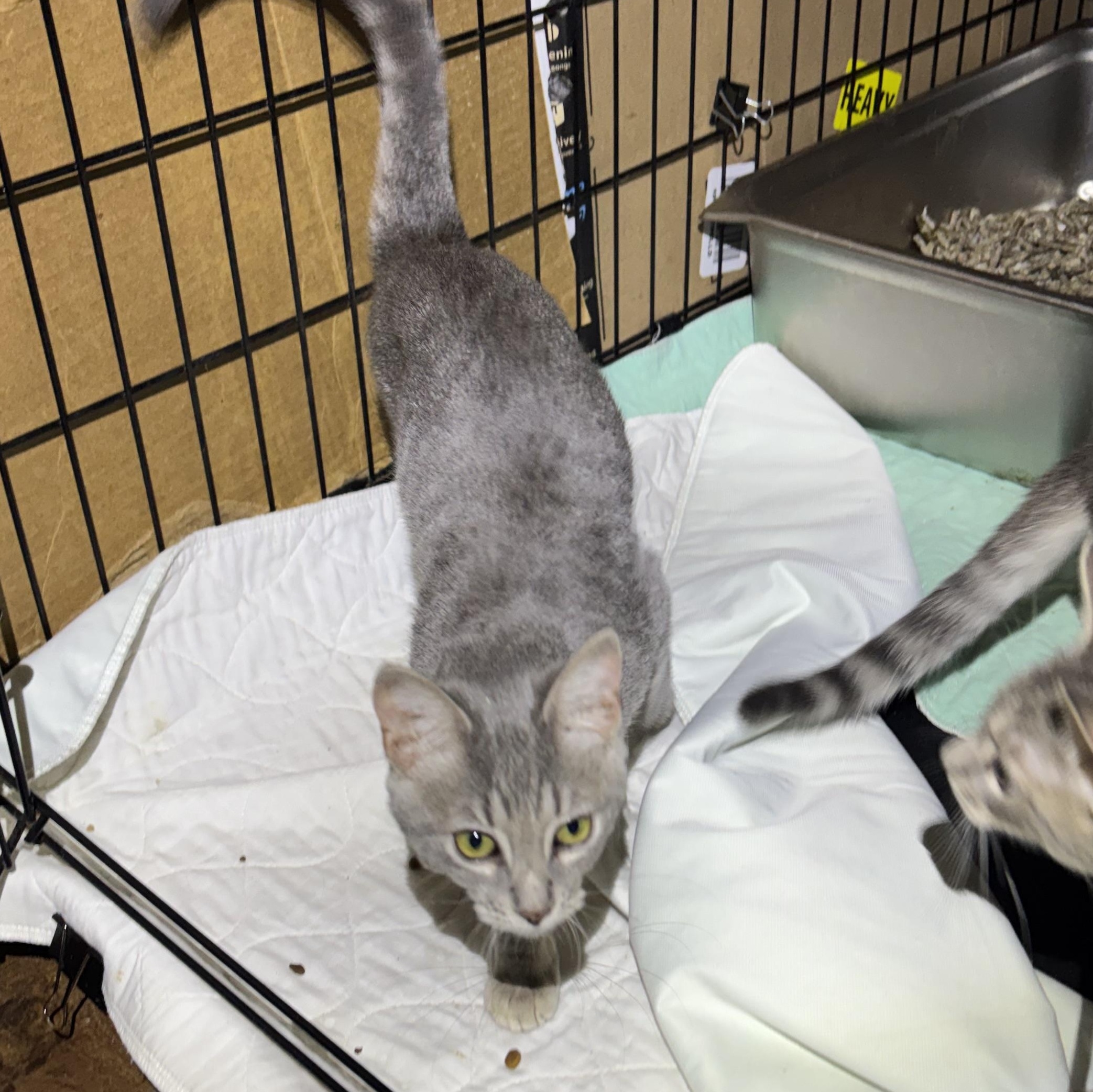 Enlarge Sassy & Jax, an adopted Domestic Short Hair in Pittsburgh, PA image 2/3