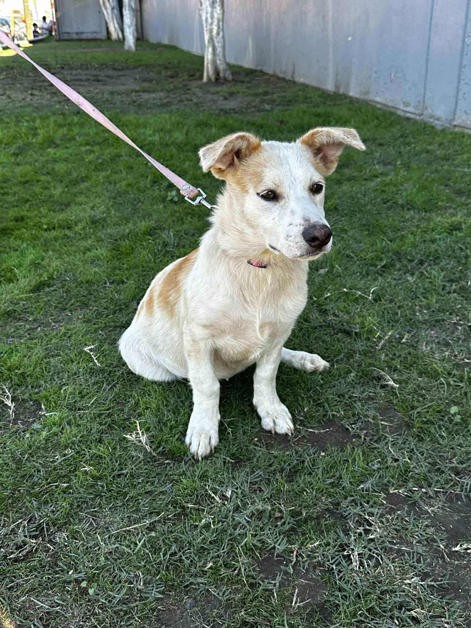 Enlarge Indie, a Adoptable Mixed Breed in Puyallup, WA image 1/3