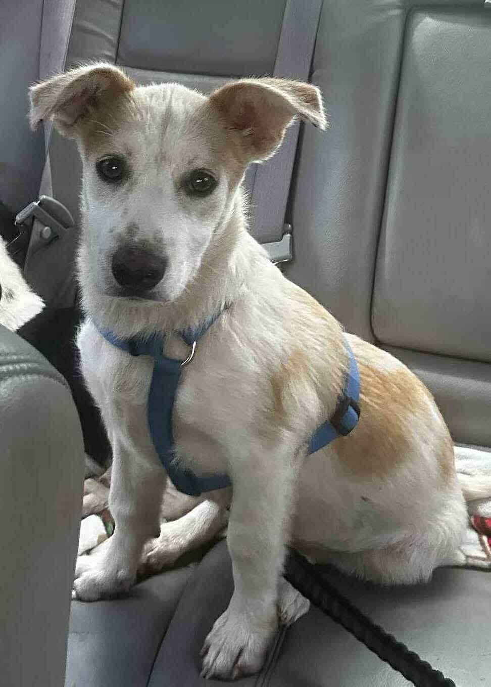 Enlarge Indie, a Adoptable Mixed Breed in Puyallup, WA image 2/3