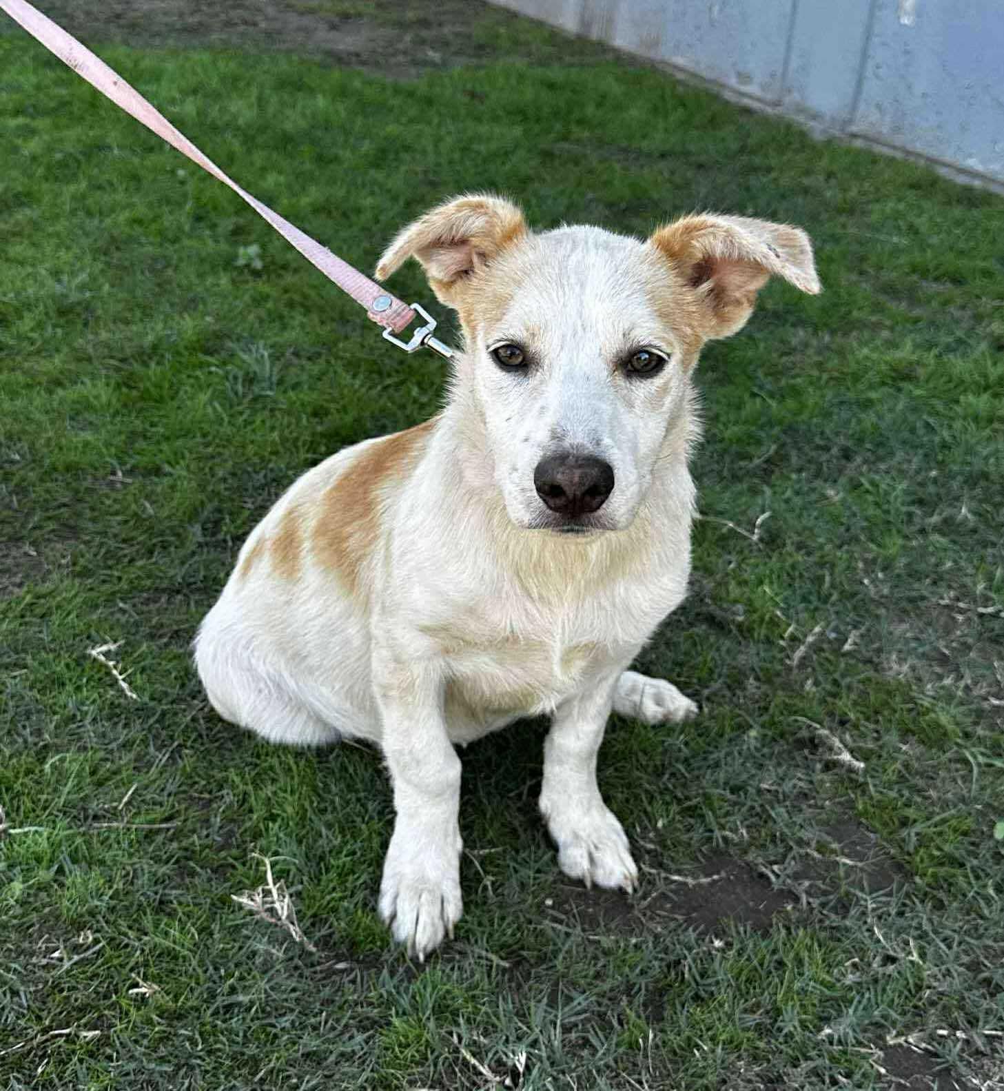Enlarge Indie, a Adoptable Mixed Breed in Puyallup, WA image 3/3