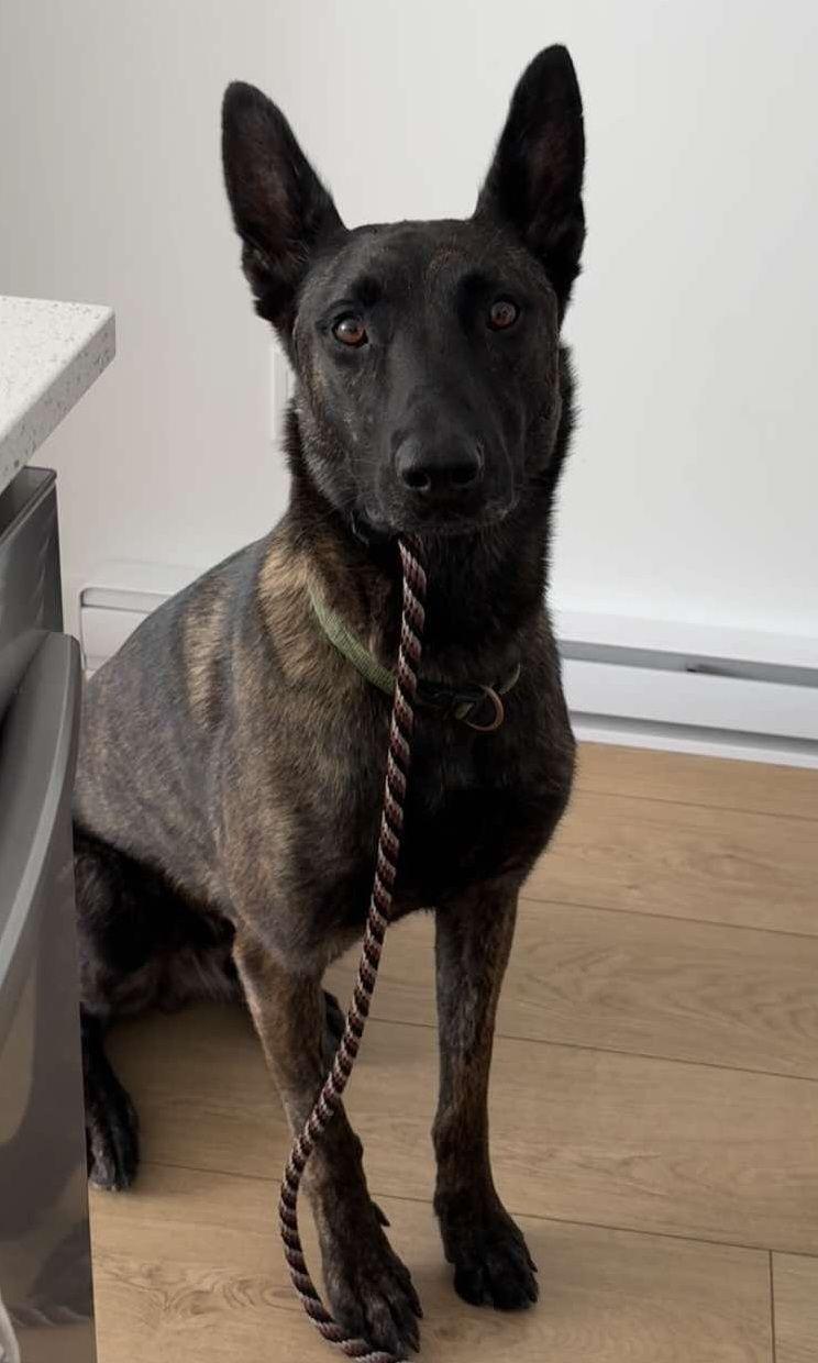 Enlarge Ares, a Adoptable mixed breed in Montreal, QC image 3/6