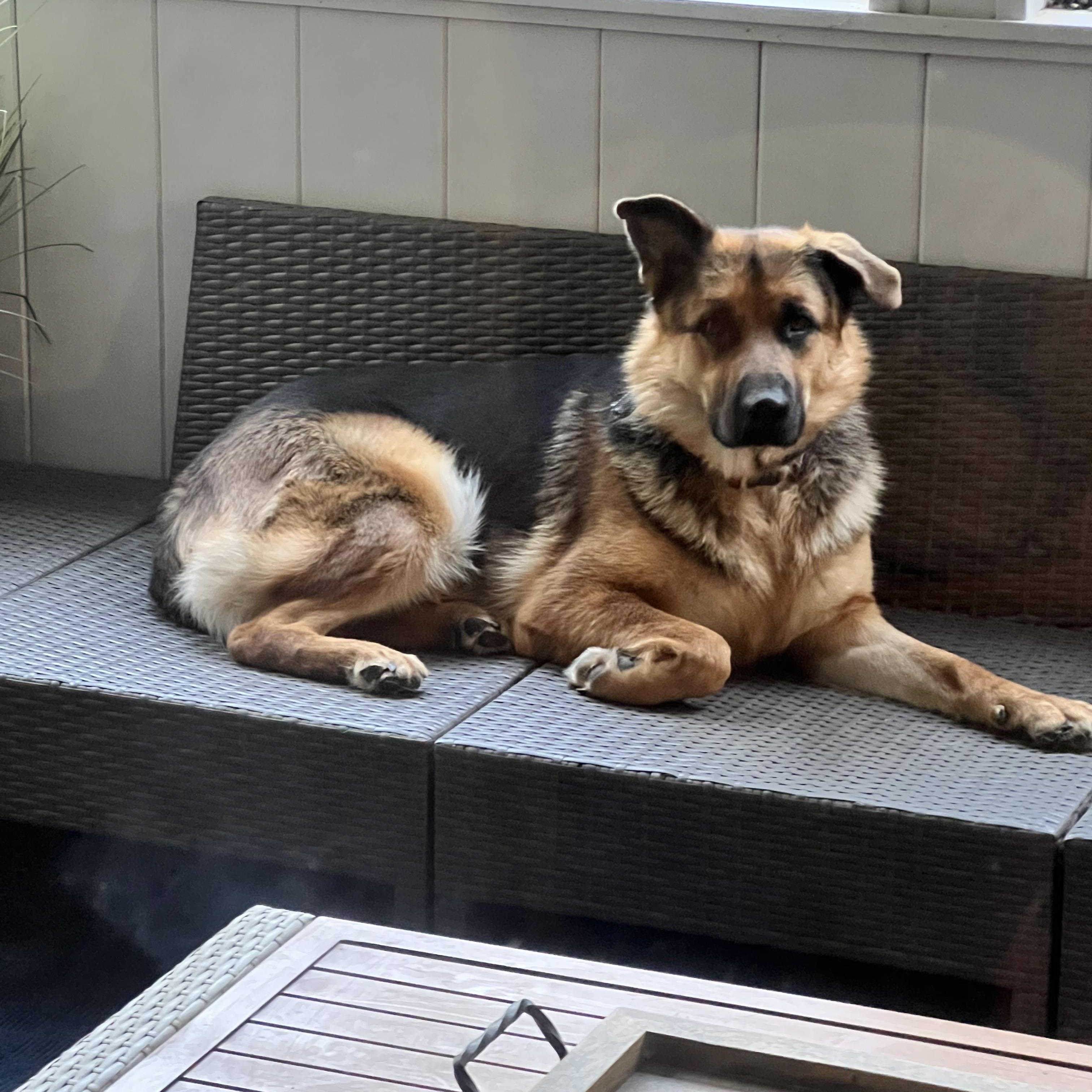 Bristol, Adoptable, Young Female German Shepherd Dog.