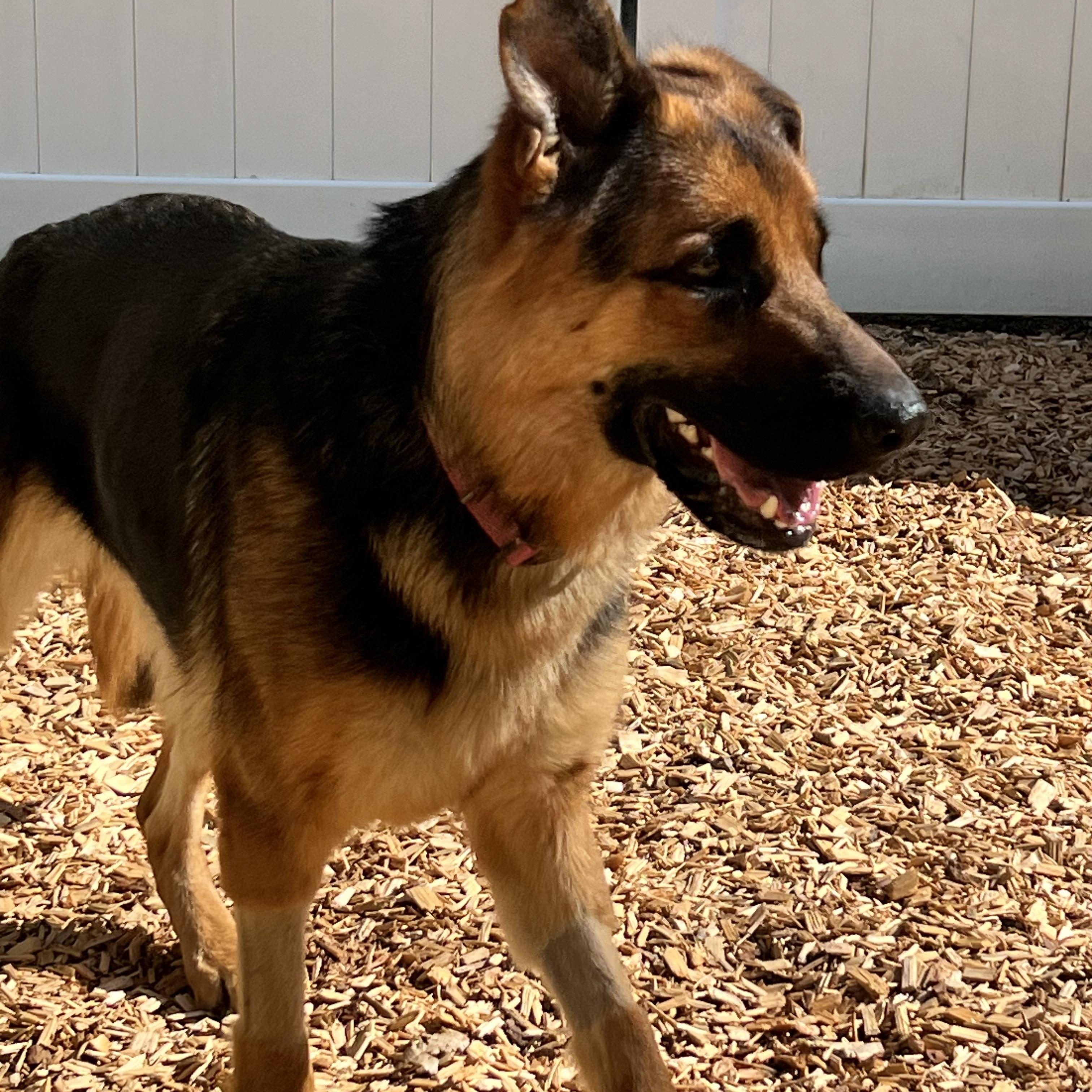 Enlarge Bristol, a Adoptable German Shepherd Dog in West Newbury, MA image 6/6