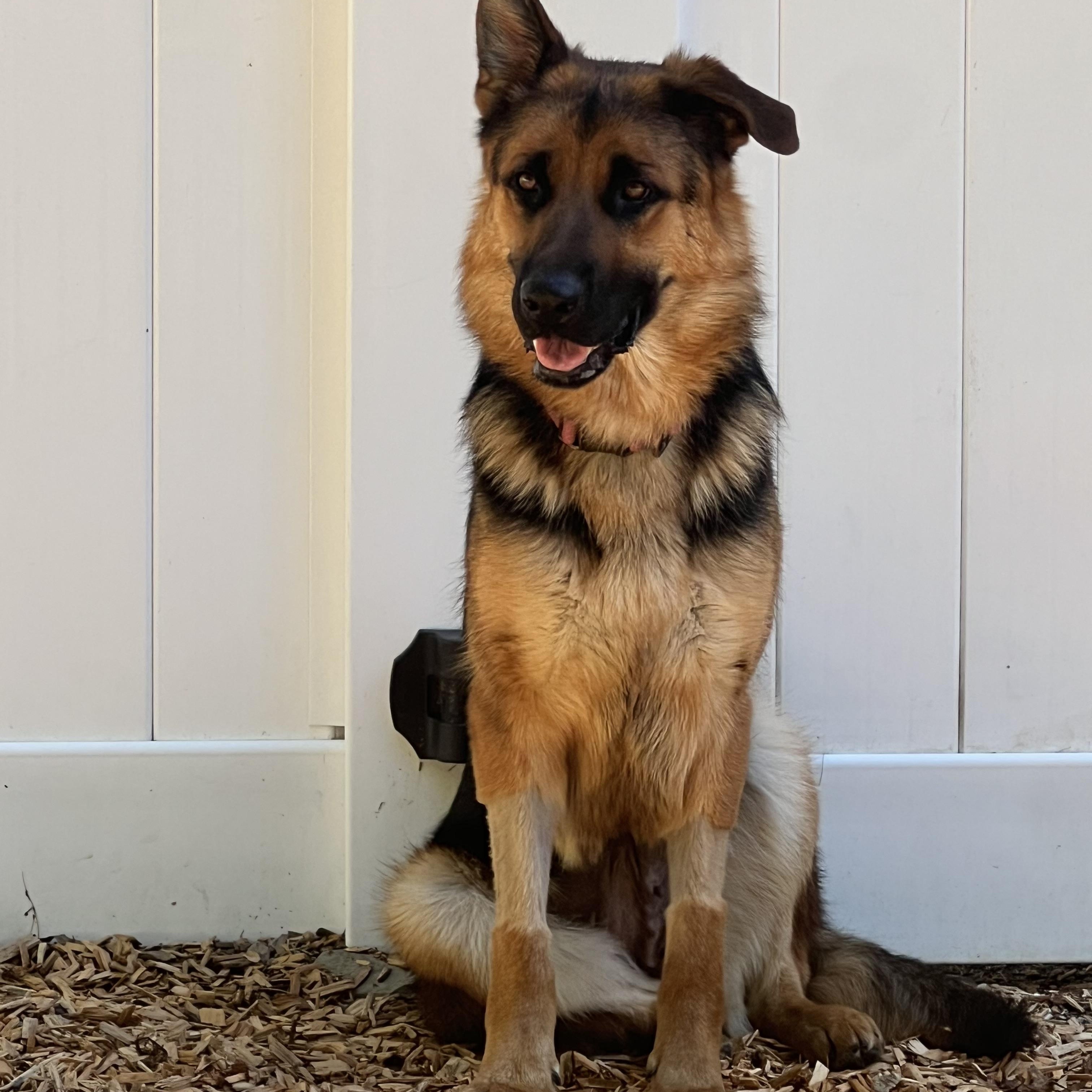 Enlarge Bristol, a Adoptable German Shepherd Dog in West Newbury, MA image 3/6