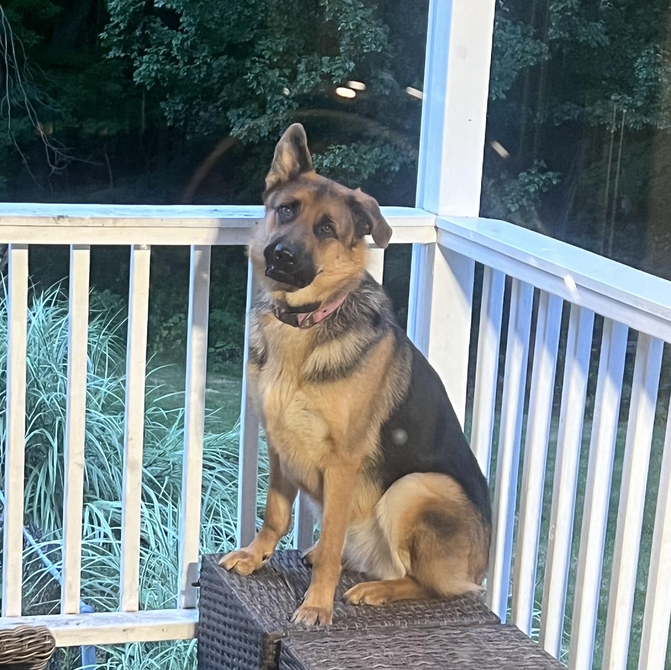 Enlarge Bristol, a Adoptable German Shepherd Dog in West Newbury, MA image 2/6