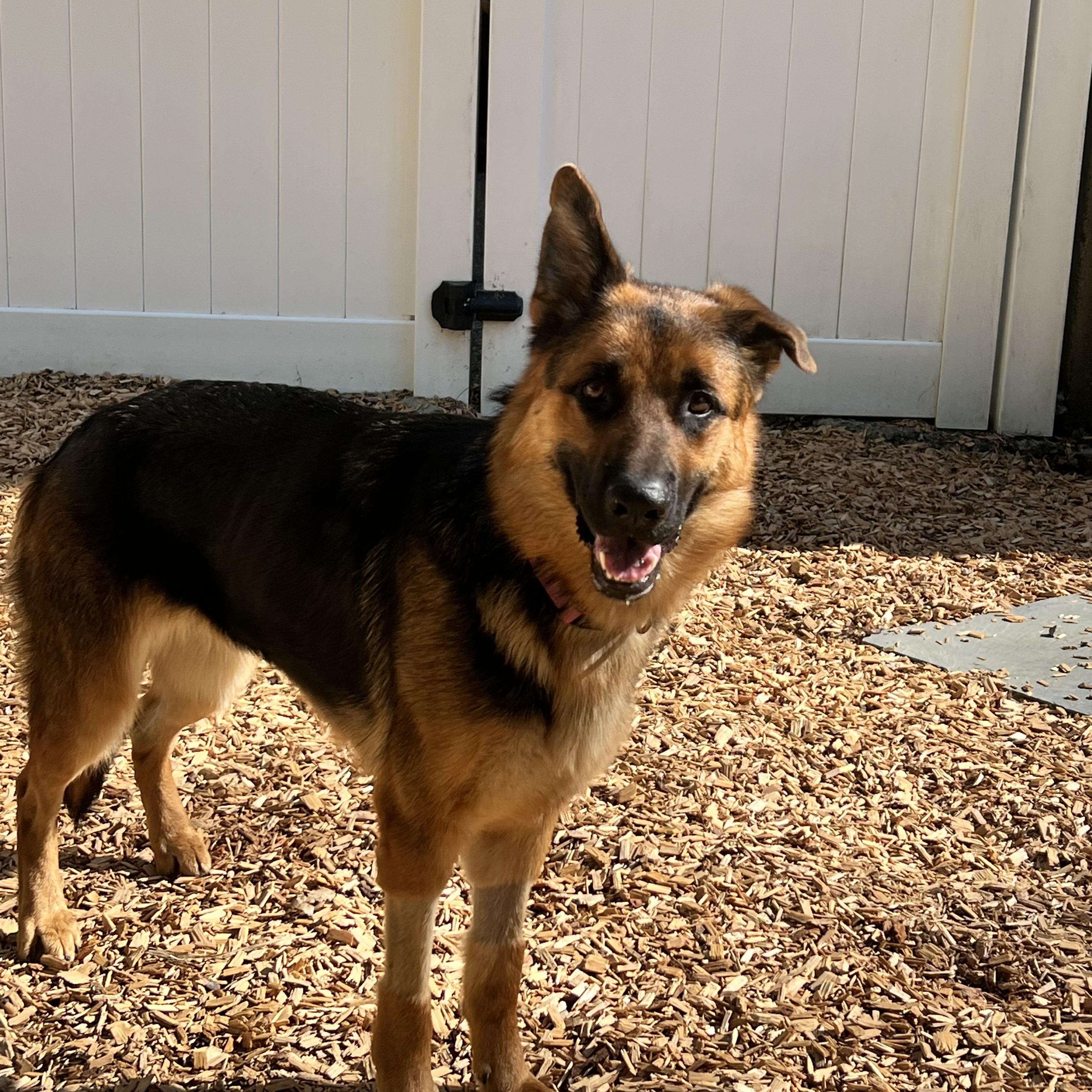 Enlarge Bristol, a Adoptable German Shepherd Dog in West Newbury, MA image 4/6