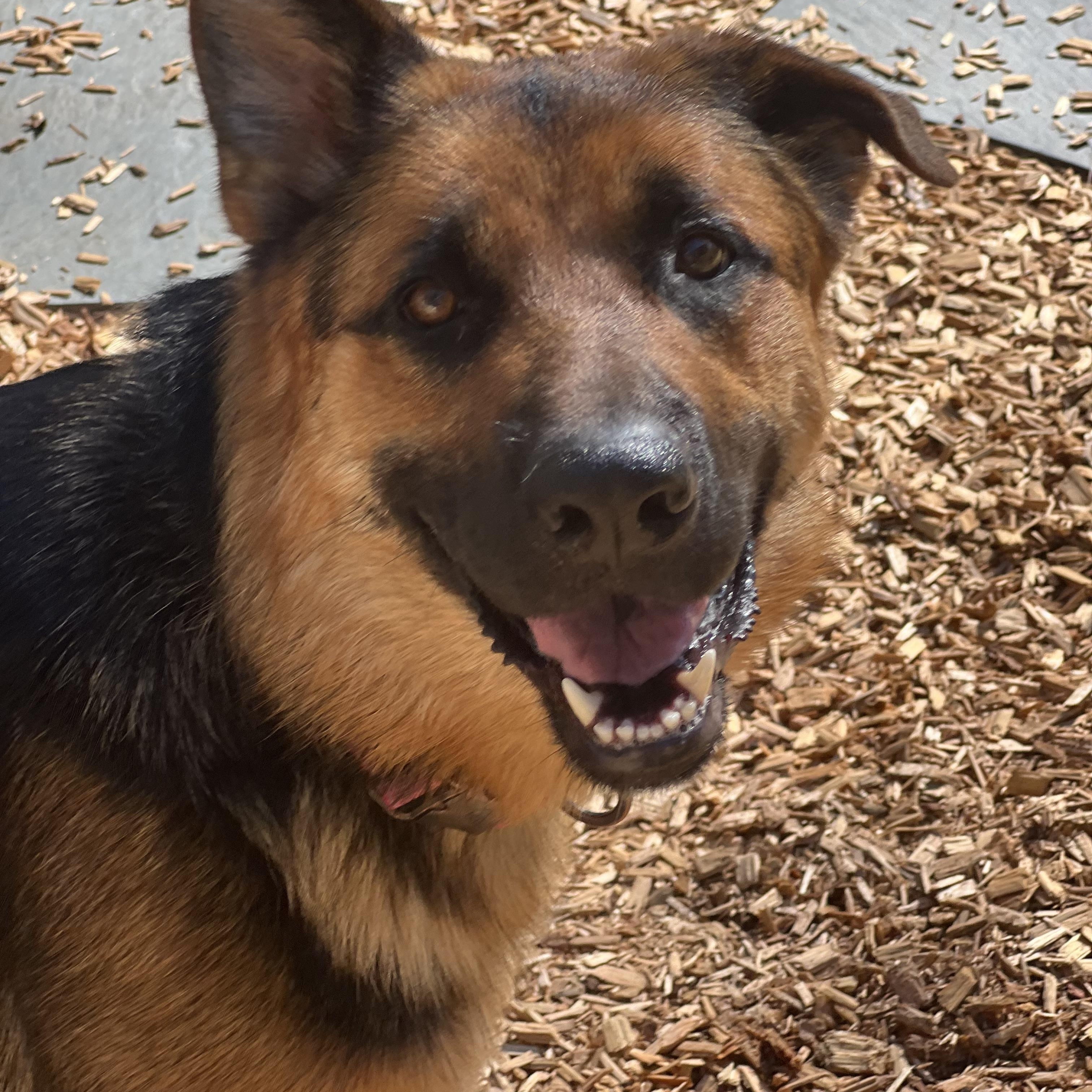 Enlarge Bristol, a Adoptable German Shepherd Dog in West Newbury, MA image 5/6