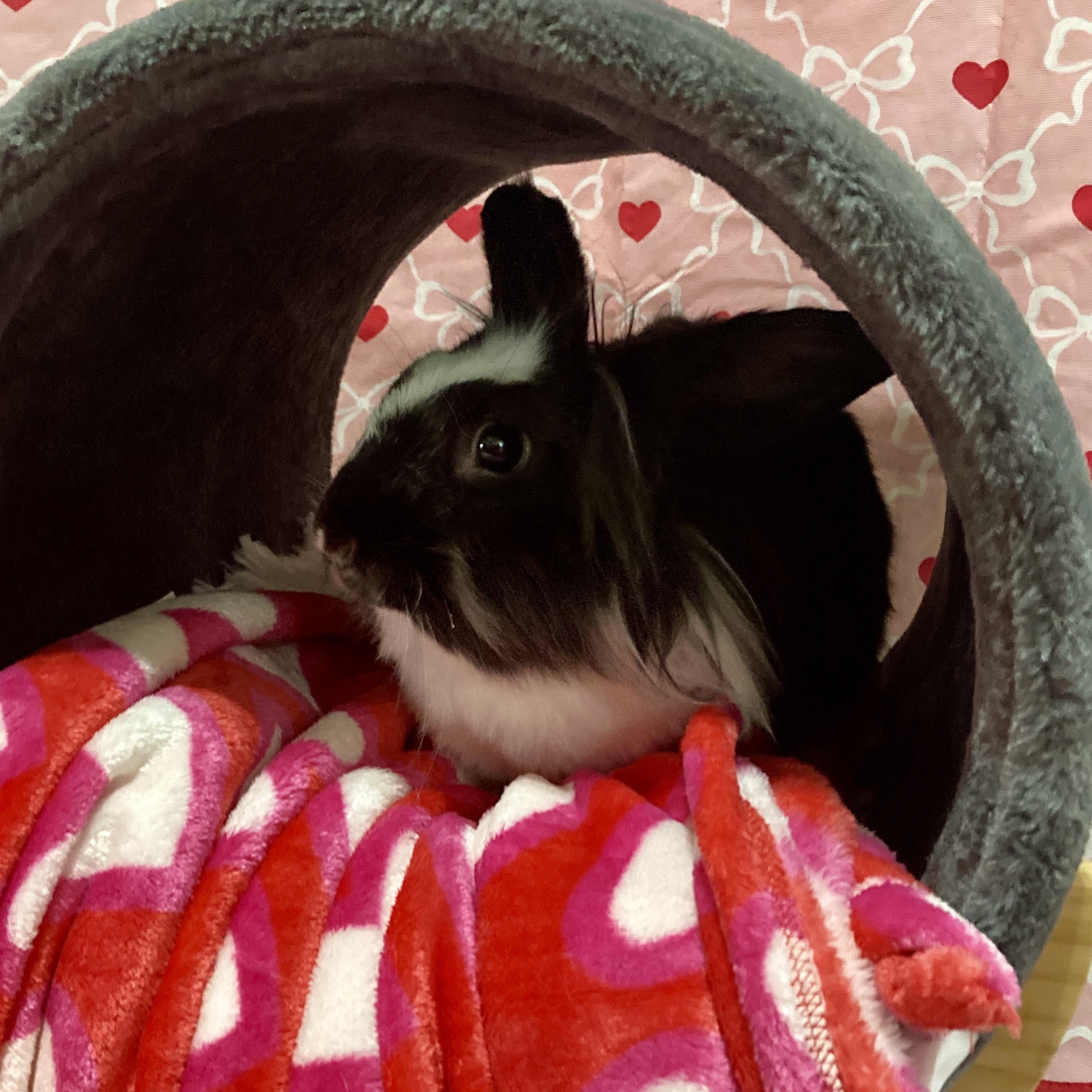 Pixie, Adoptable, Adult Female Lionhead & Silver.