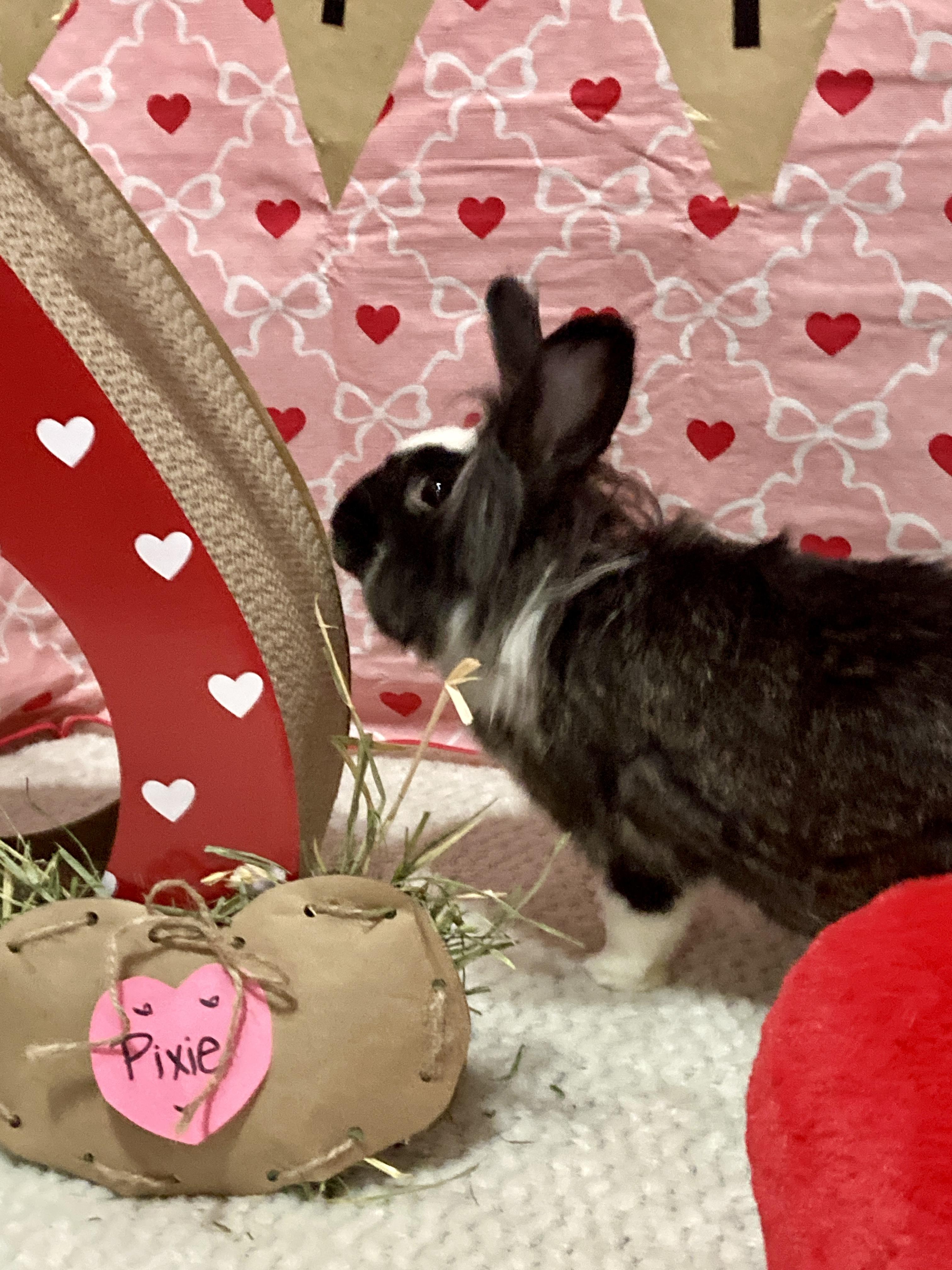 Enlarge Pixie, a Adoptable mixed breed in Little Rock, AR image 2/6