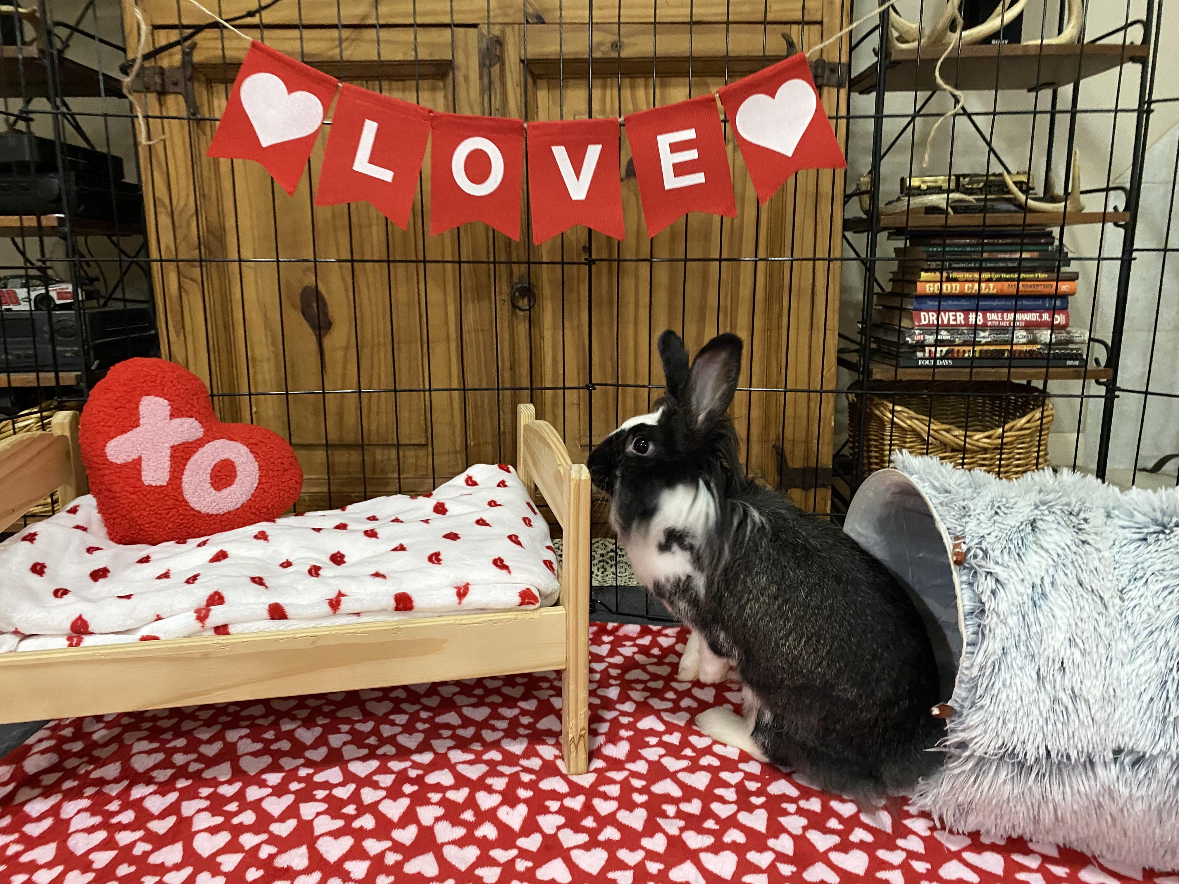 Enlarge Pixie, a Adoptable mixed breed in Little Rock, AR image 1/5