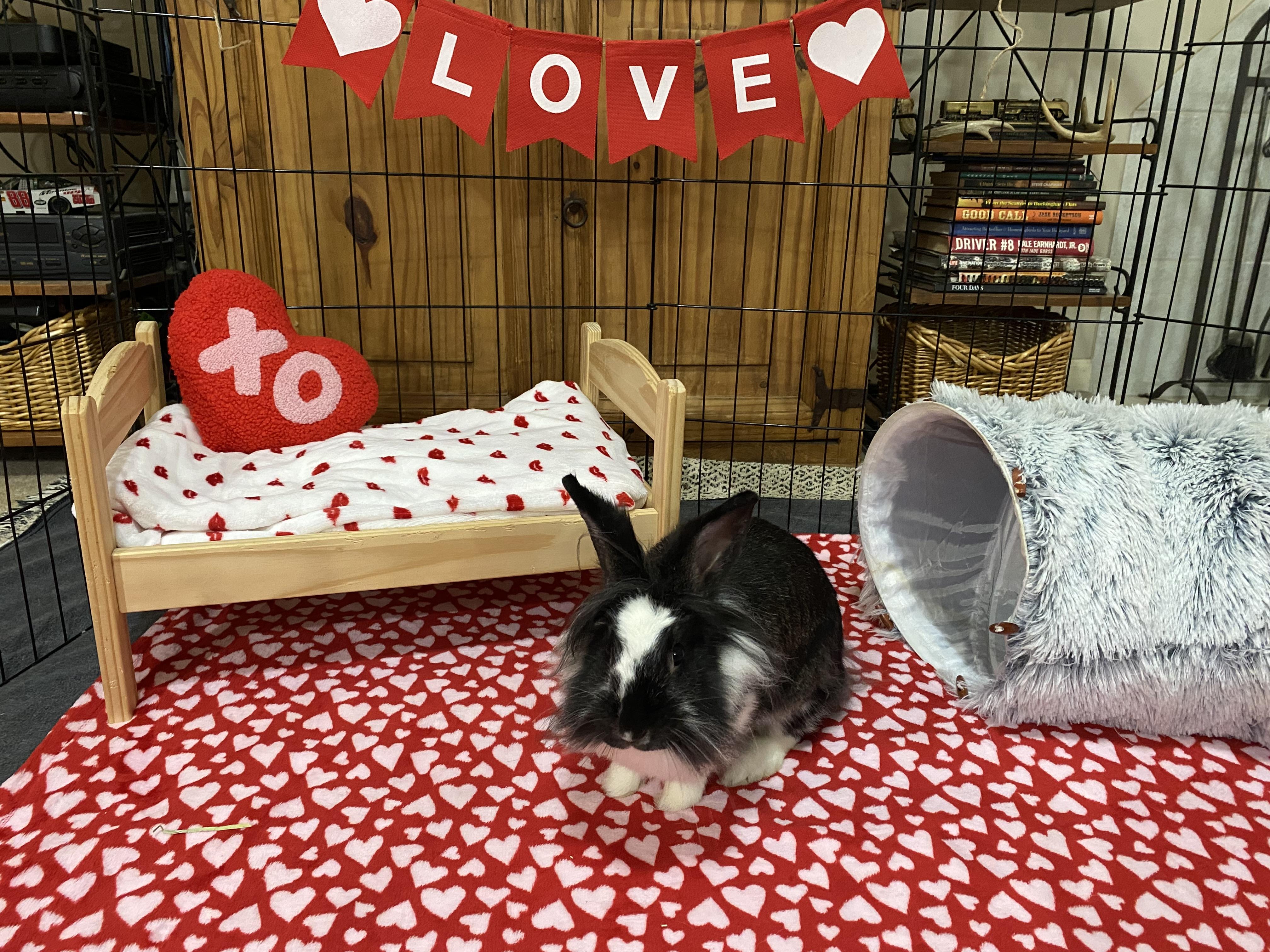 Enlarge Pixie, a Adoptable mixed breed in Little Rock, AR image 2/5