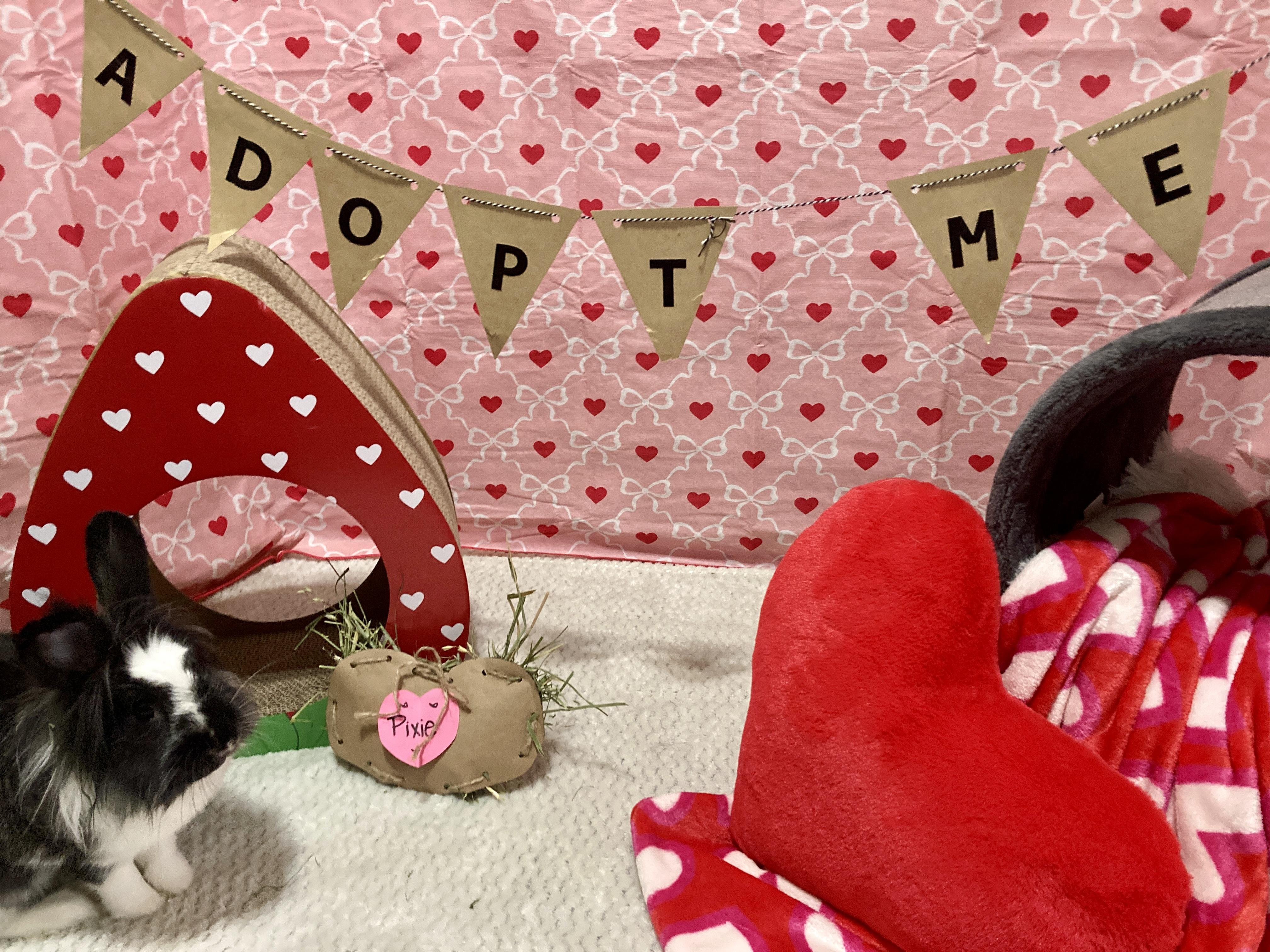 Enlarge Pixie, a Adoptable mixed breed in Little Rock, AR image 3/6