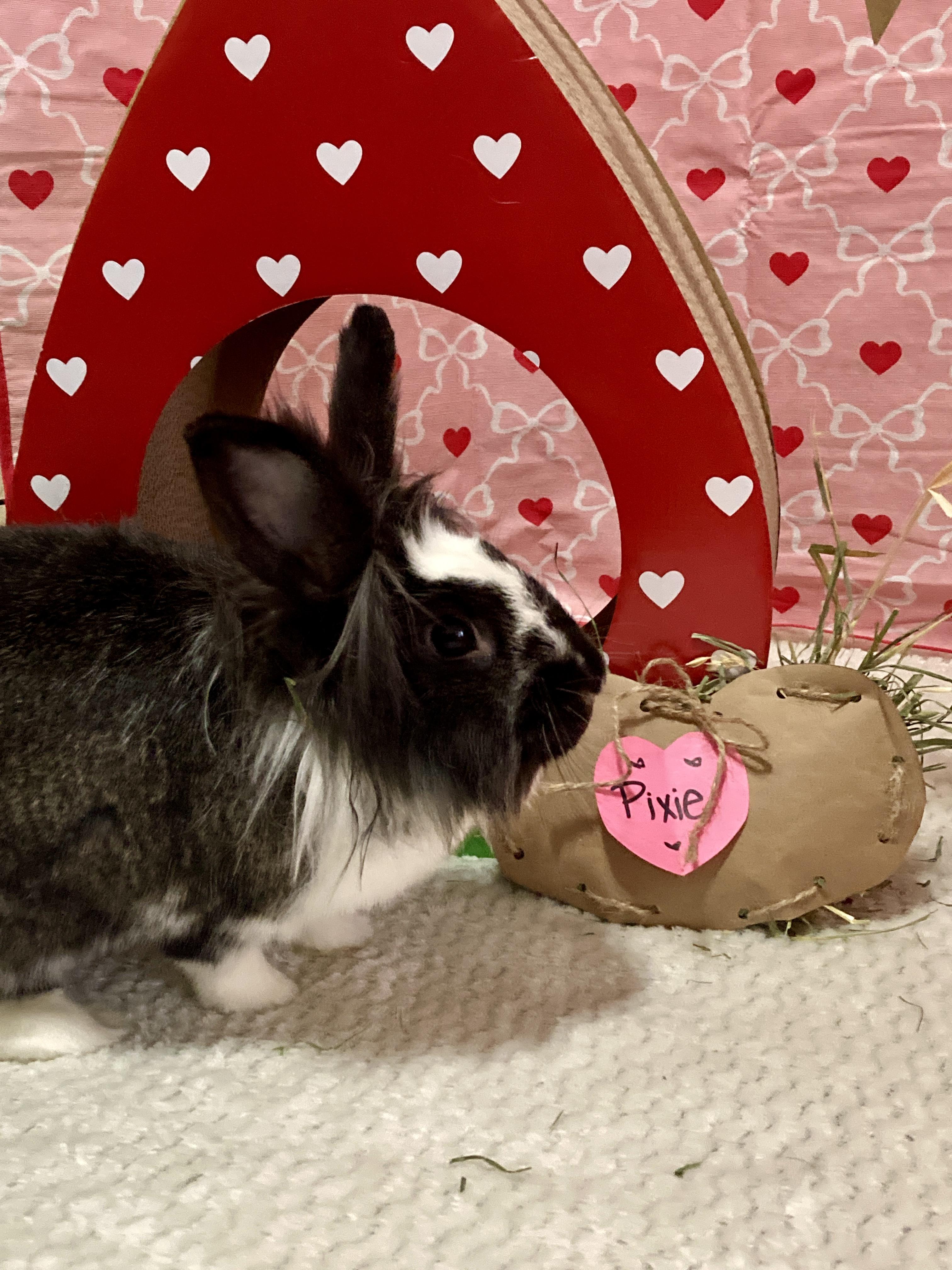 Enlarge Pixie, a Adoptable mixed breed in Little Rock, AR image 4/6