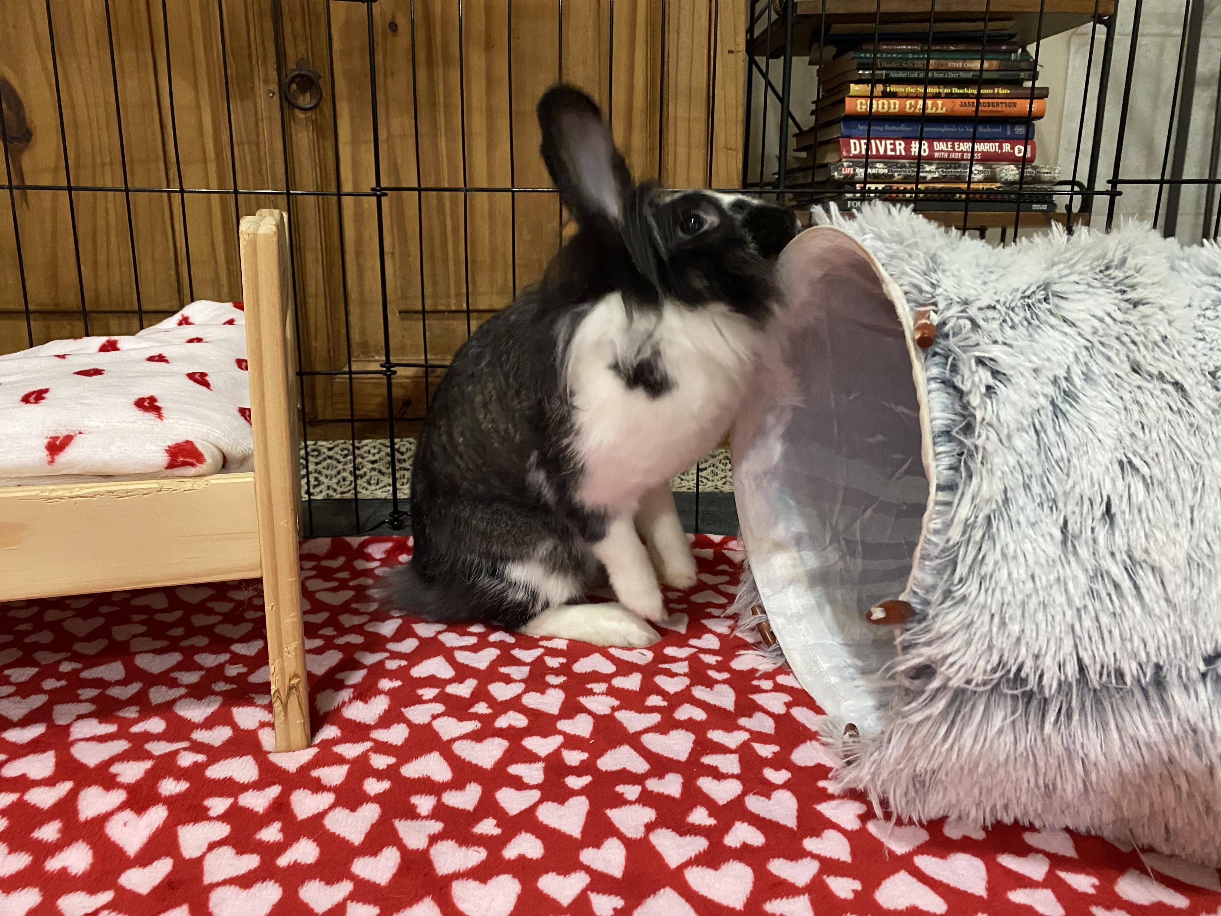 Enlarge Pixie, a Adoptable mixed breed in Little Rock, AR image 3/5