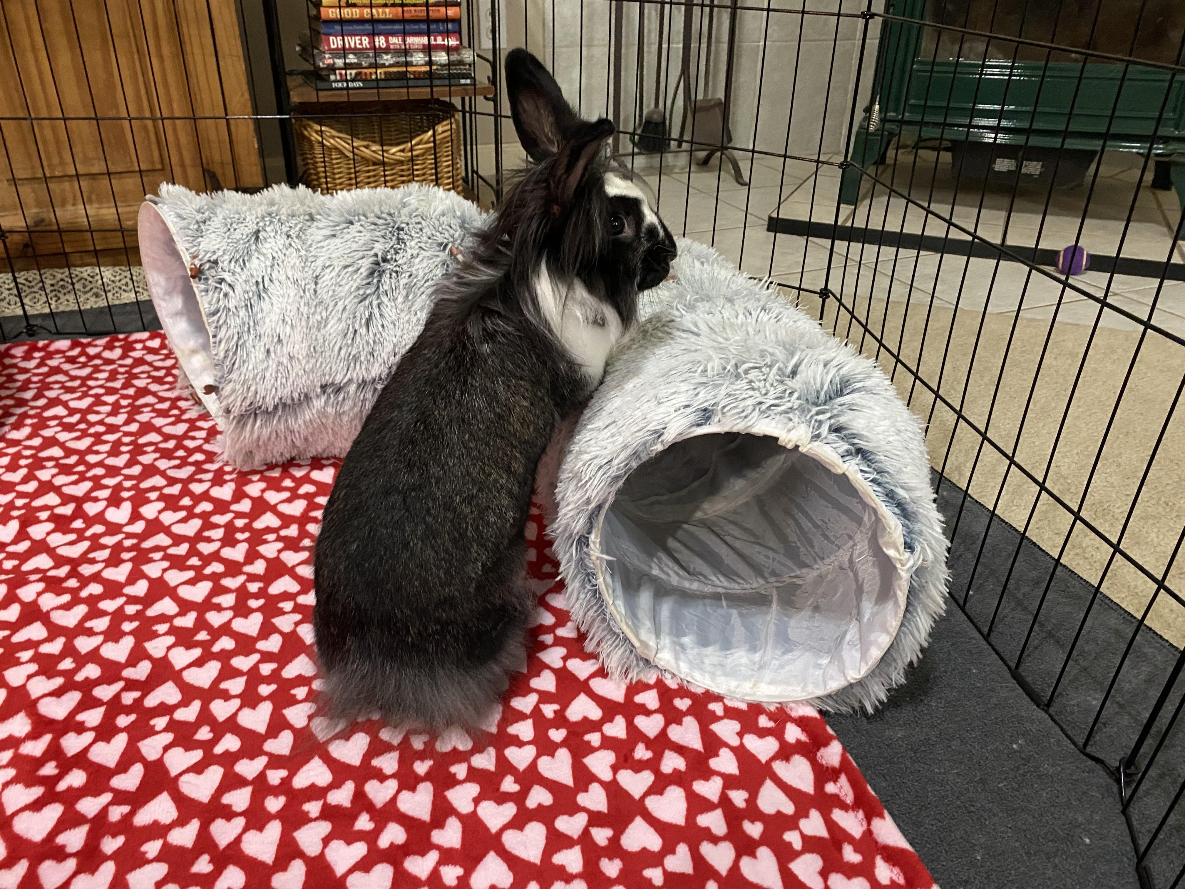 Enlarge Pixie, a Adoptable mixed breed in Little Rock, AR image 4/5