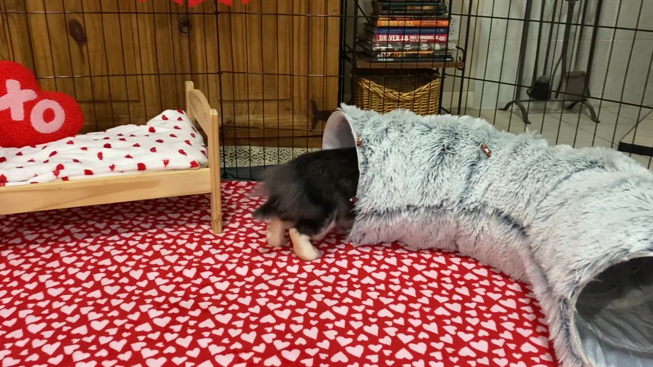 Enlarge Pixie, a Adoptable mixed breed in Little Rock, AR video 5/5