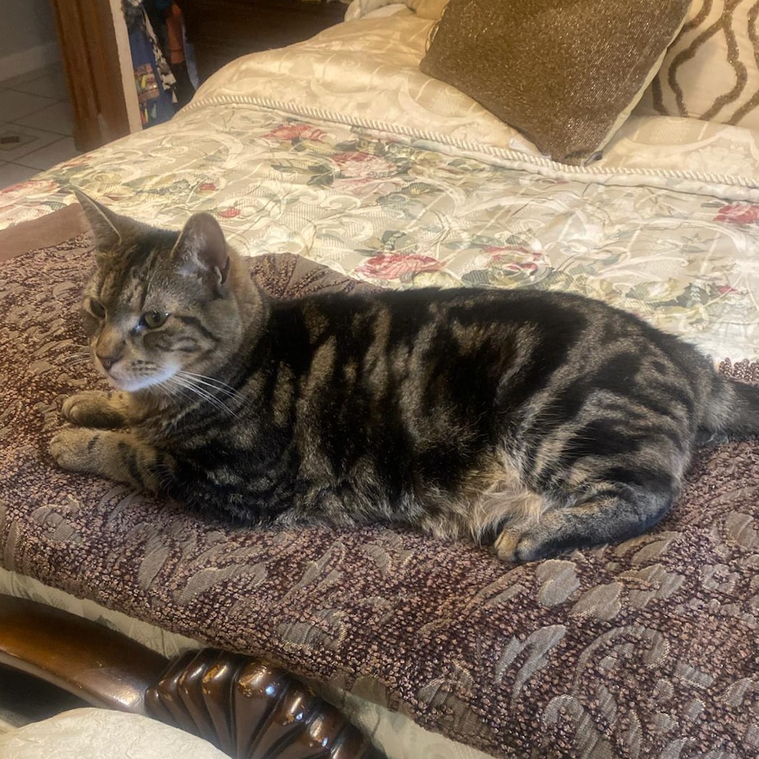 Enlarge Cinnamon, a Adoptable Tabby in Woodbridge, NJ image 2/2