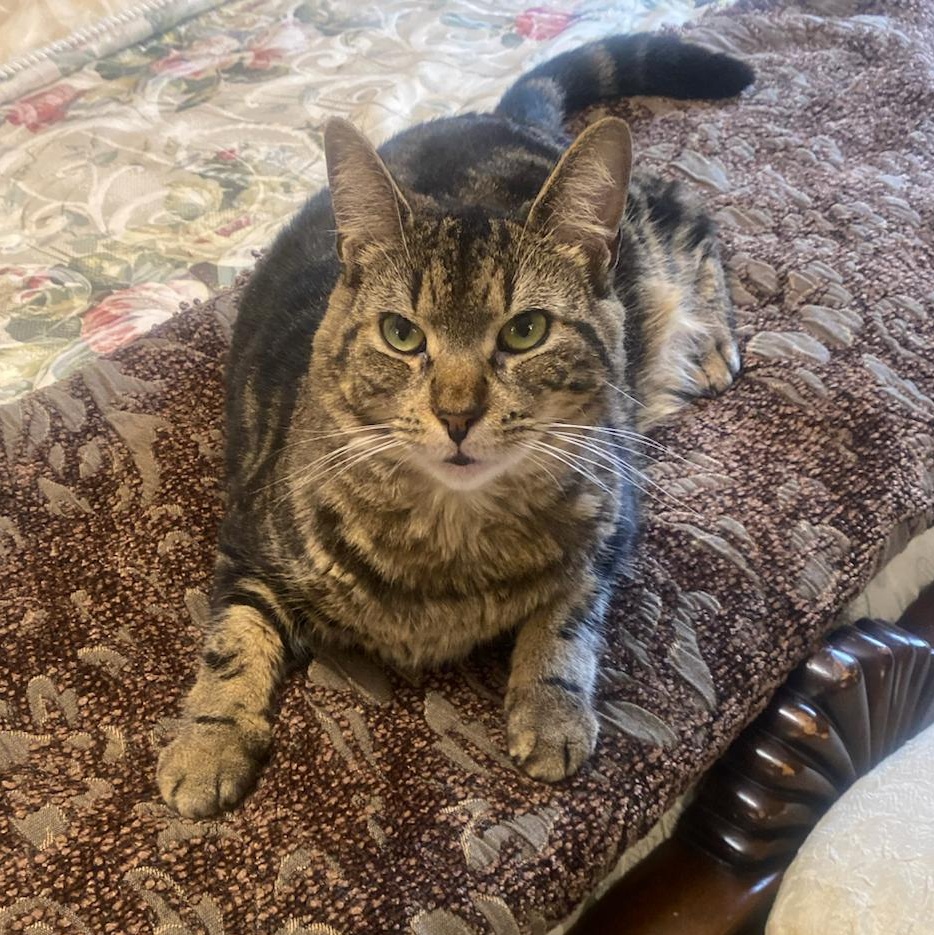 Cinnamon, Adoptable, Adult Female Tabby.