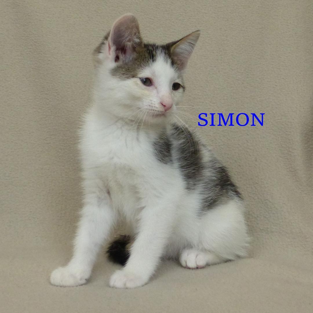 Simon, a Adoptable Domestic Short Hair in Rochester, NY image 2/2