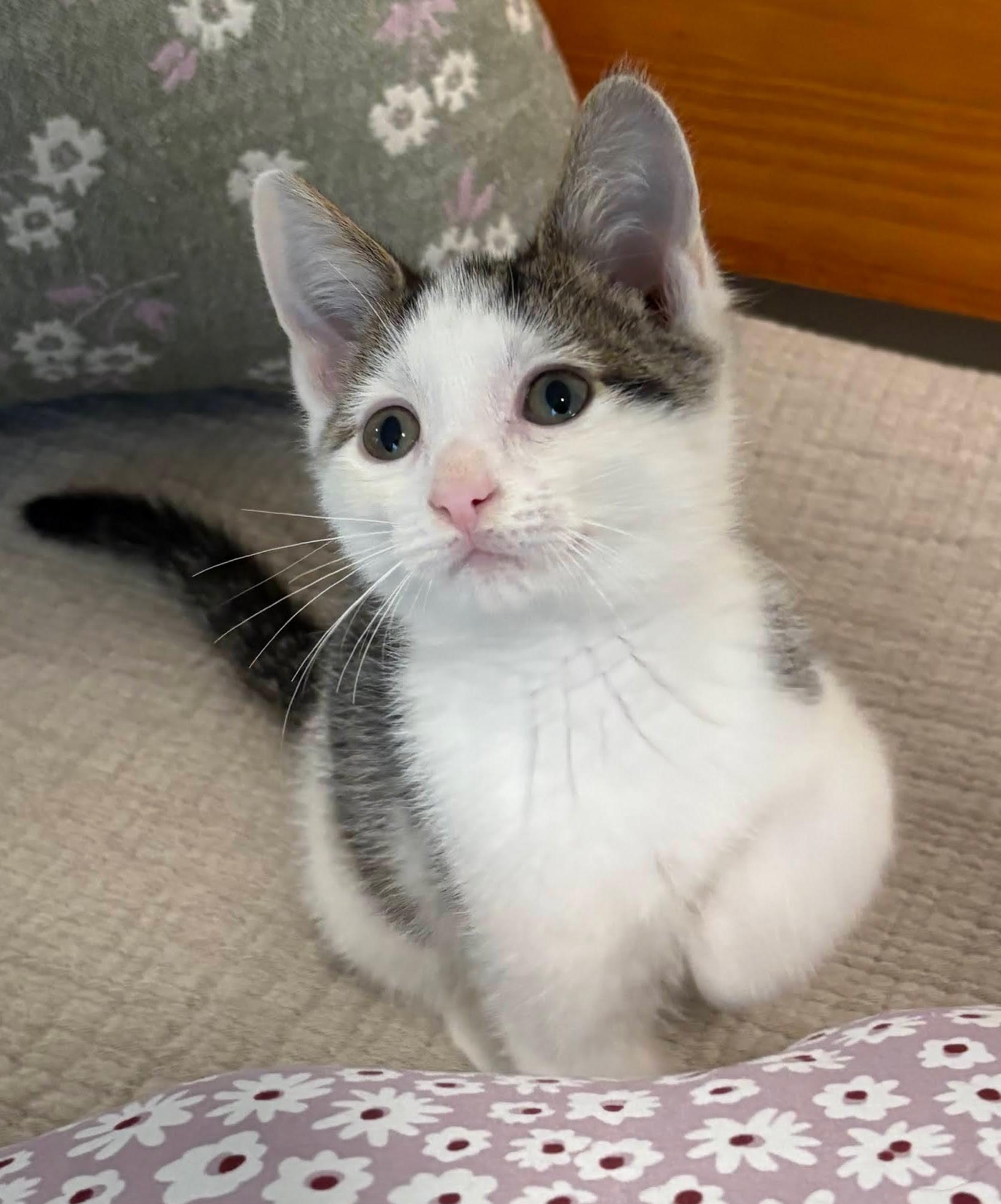 Simon, Adoptable, Young Male Domestic Short Hair.