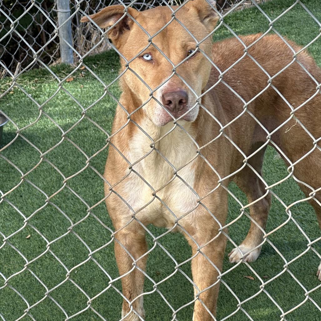 Pickle, Adoptable, Adult Male Pit Bull Terrier.