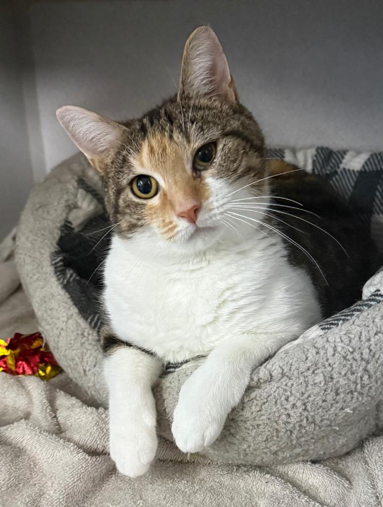 Enlarge Stripes, a Adoptable mixed breed in Greencastle, IN image 1/2