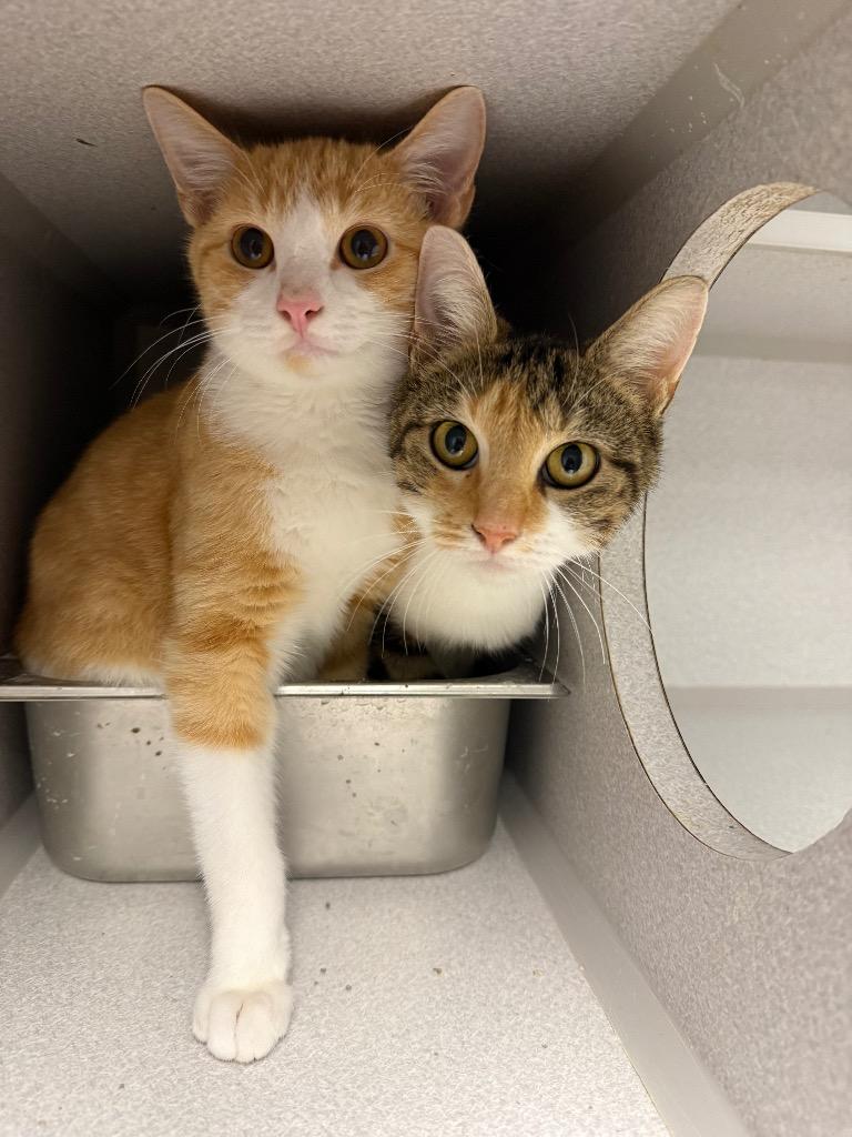 Stripes, Adoptable, Adult Female Domestic Short Hair.