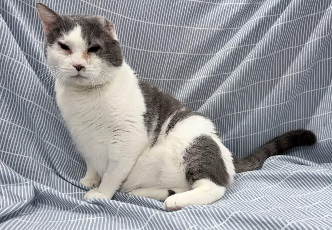Goliath, a ADOPTABLE mixed breed in Brooks, ME image 1/3