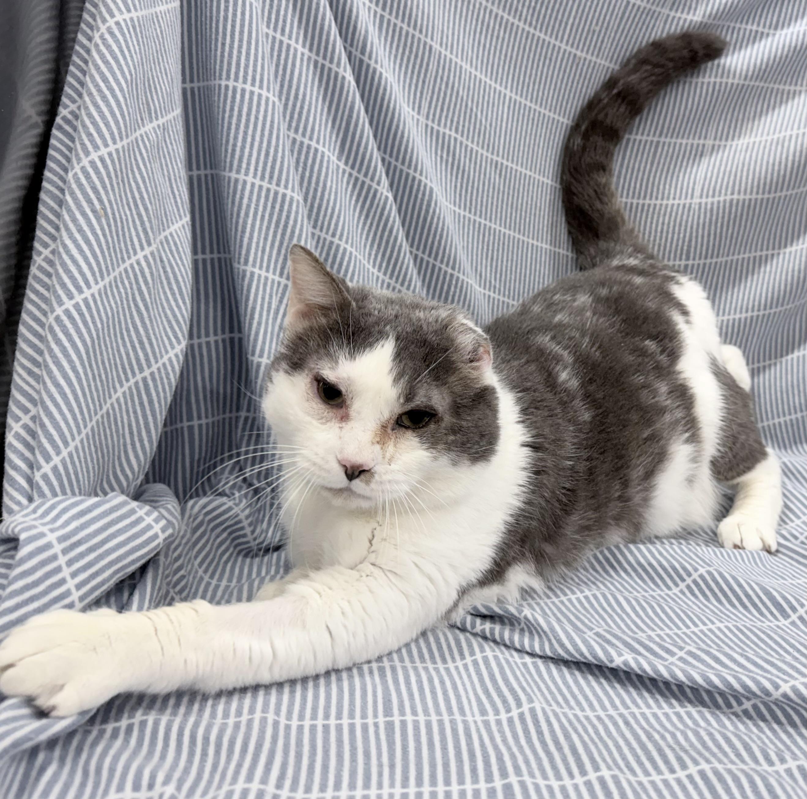 Goliath, a ADOPTABLE mixed breed in Brooks, ME image 2/3