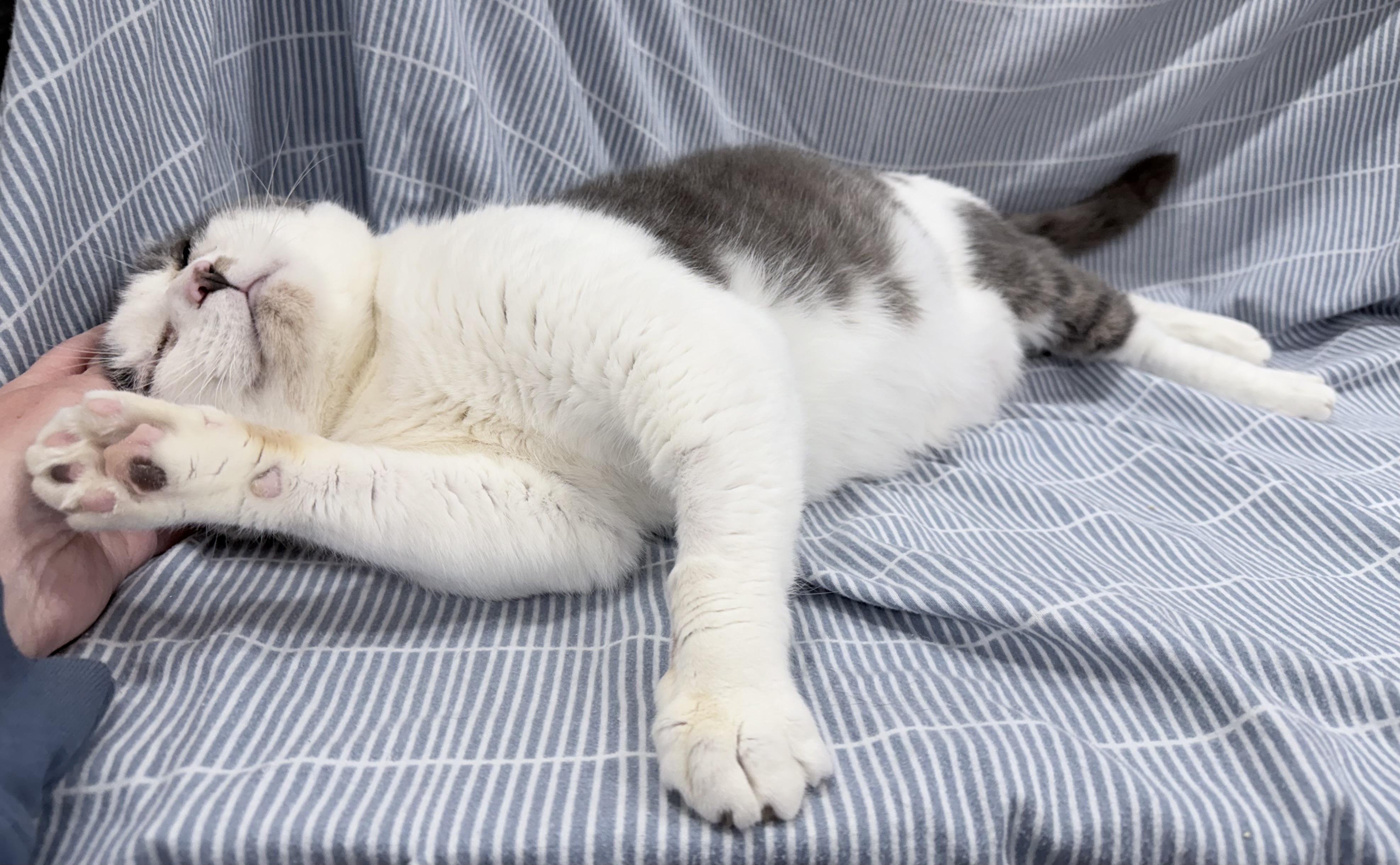 Goliath, a ADOPTABLE mixed breed in Brooks, ME image 3/3