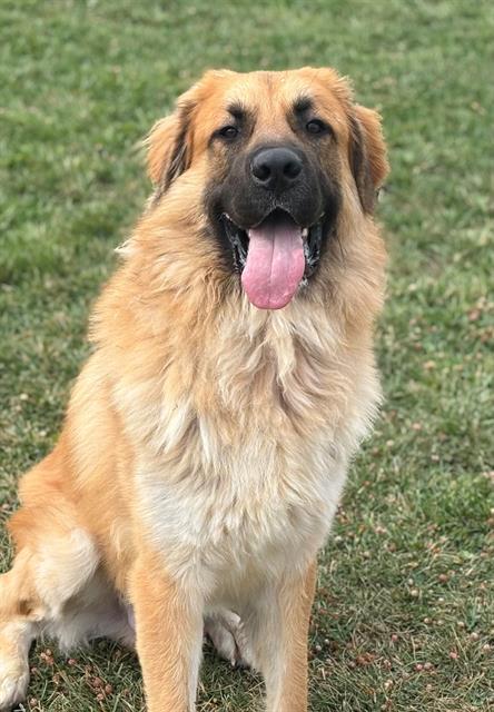 Enlarge SIMBA, a Adoptable mixed breed in Fairfield, CA image 1/1
