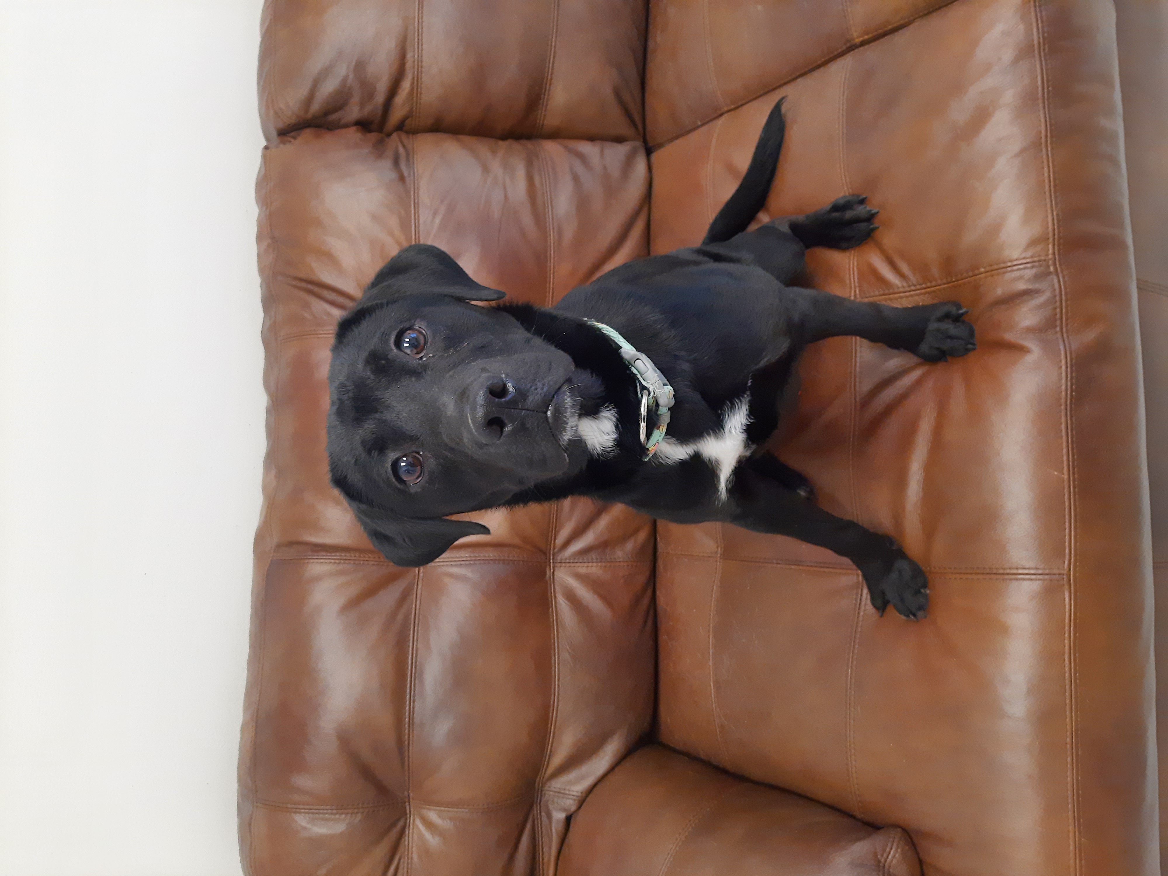 Enlarge Dodger, a Adopted Labrador Retriever in Mount Gilead, OH image 1/1