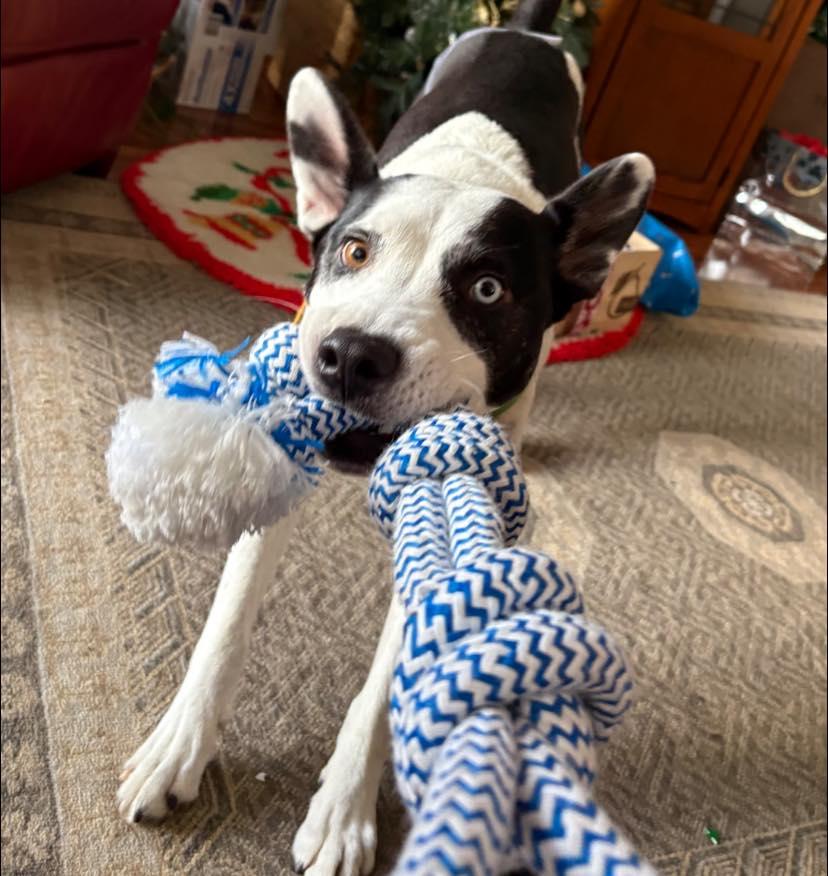 Enlarge Echo, a Adoptable mixed breed in Salem, OR image 3/6