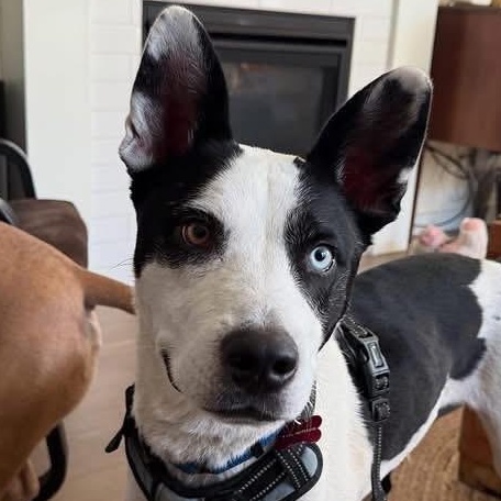Echo, Adoptable, Adult Male Mixed Breed & Australian Cattle Dog / Blue Heeler.