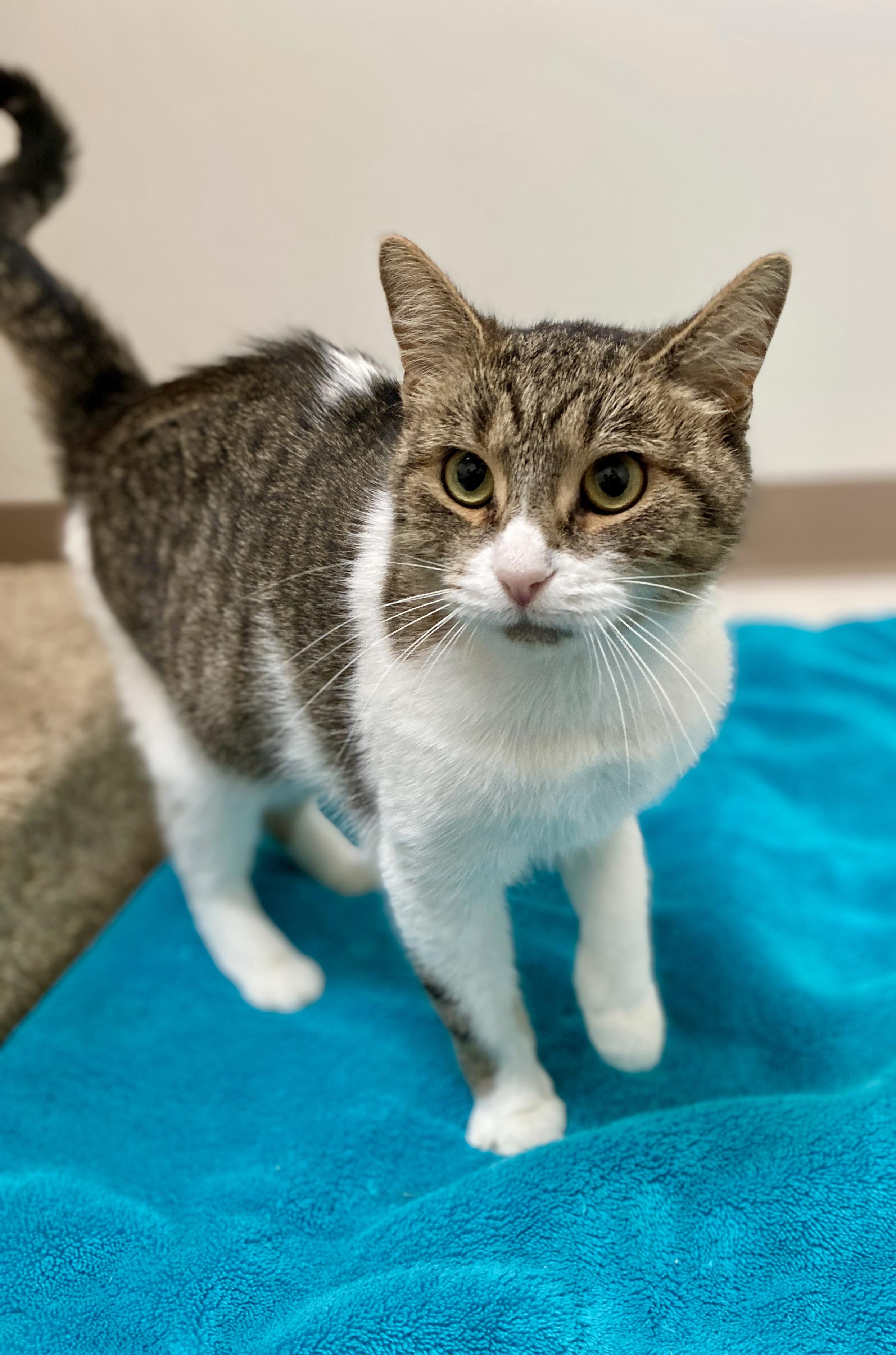 Bertie, a Adoptable Domestic Short Hair in Pickerington, OH image 4/5