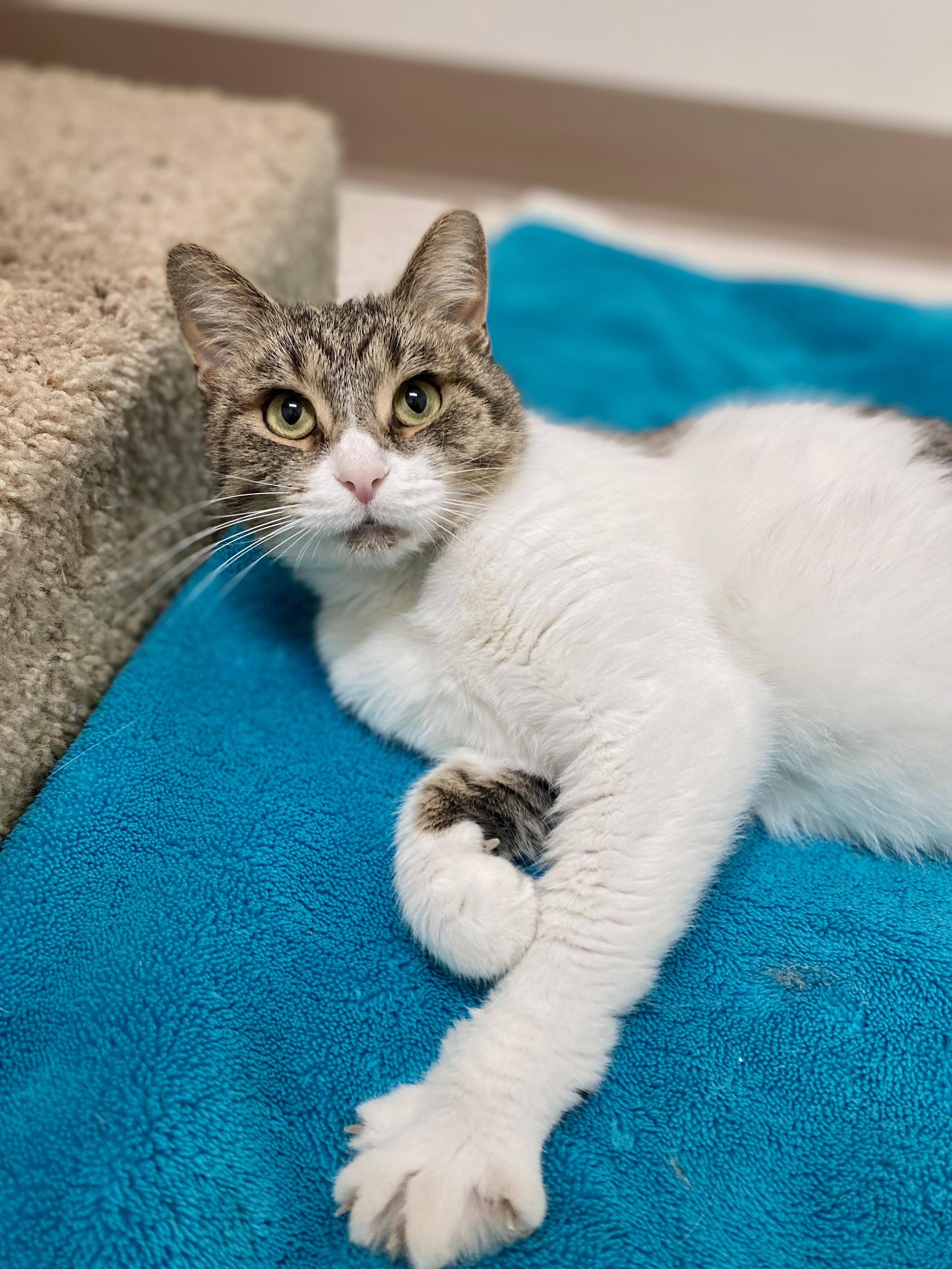 Bertie, Adoptable, Adult Female Domestic Short Hair.