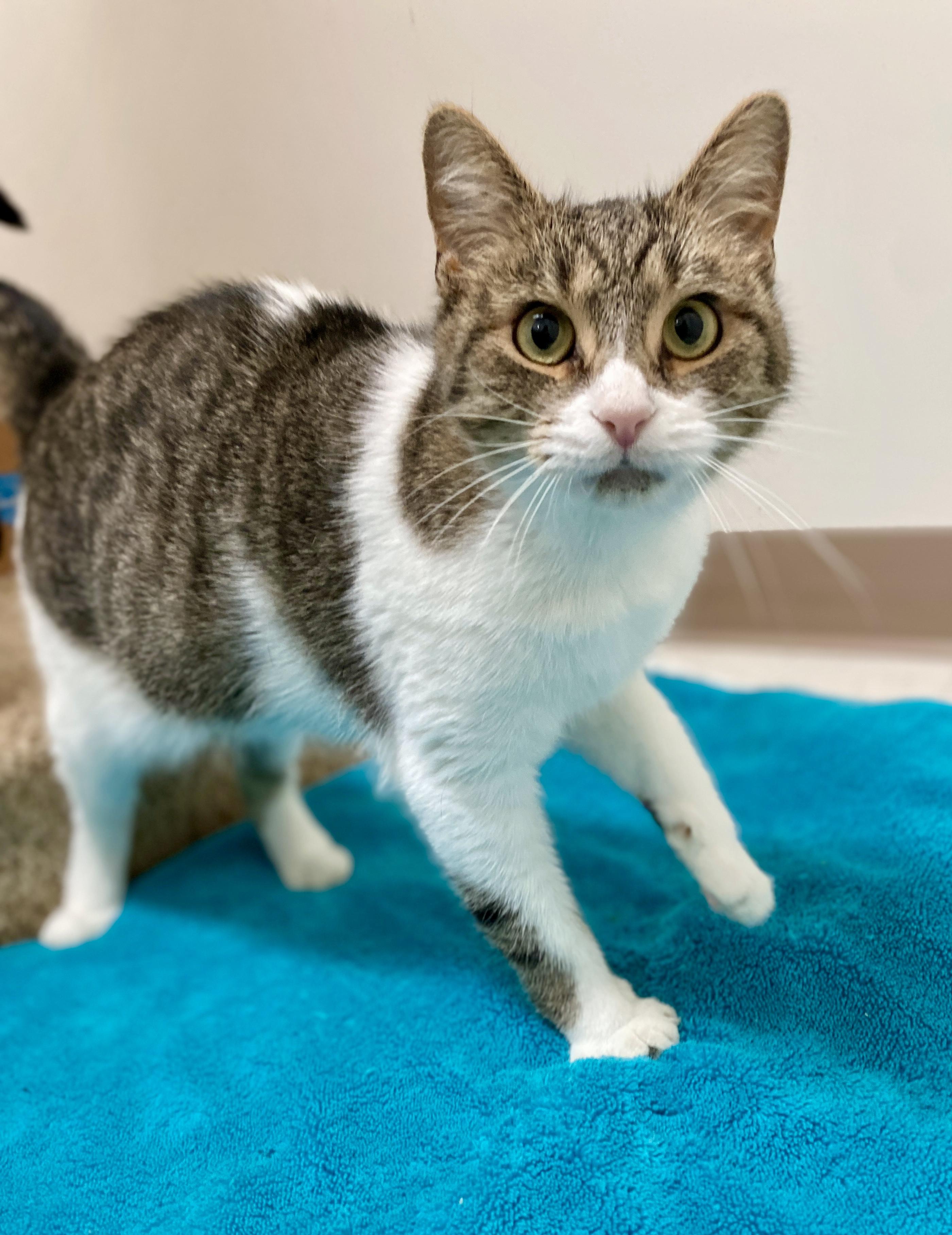 Bertie, a Adoptable Domestic Short Hair in Pickerington, OH image 2/5