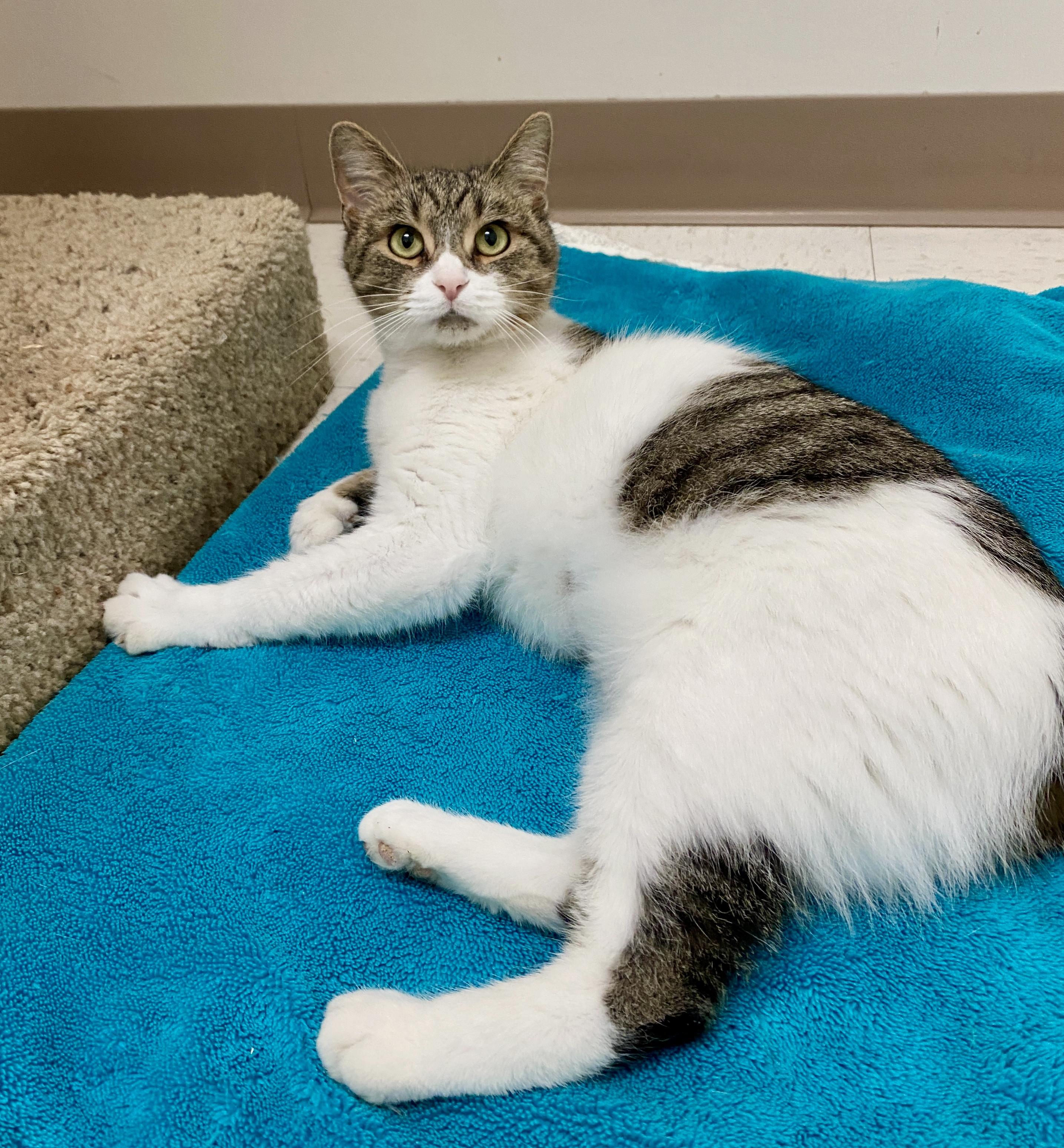 Bertie, a Adoptable Domestic Short Hair in Pickerington, OH image 5/5