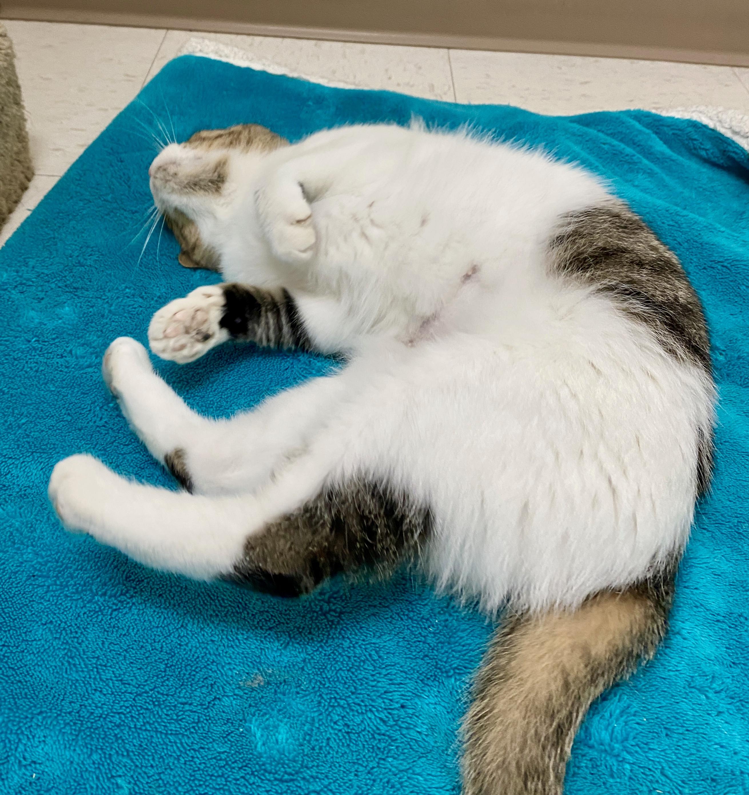 Bertie, a Adoptable Domestic Short Hair in Pickerington, OH image 3/5