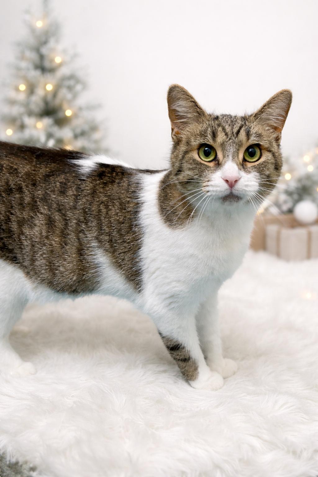 Bertie, Adoptable, Adult Female Domestic Short Hair.