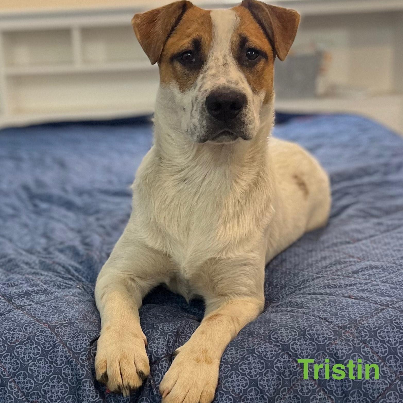 Enlarge tristin, a Adoptable mixed breed in Arnold, MO image 4/6
