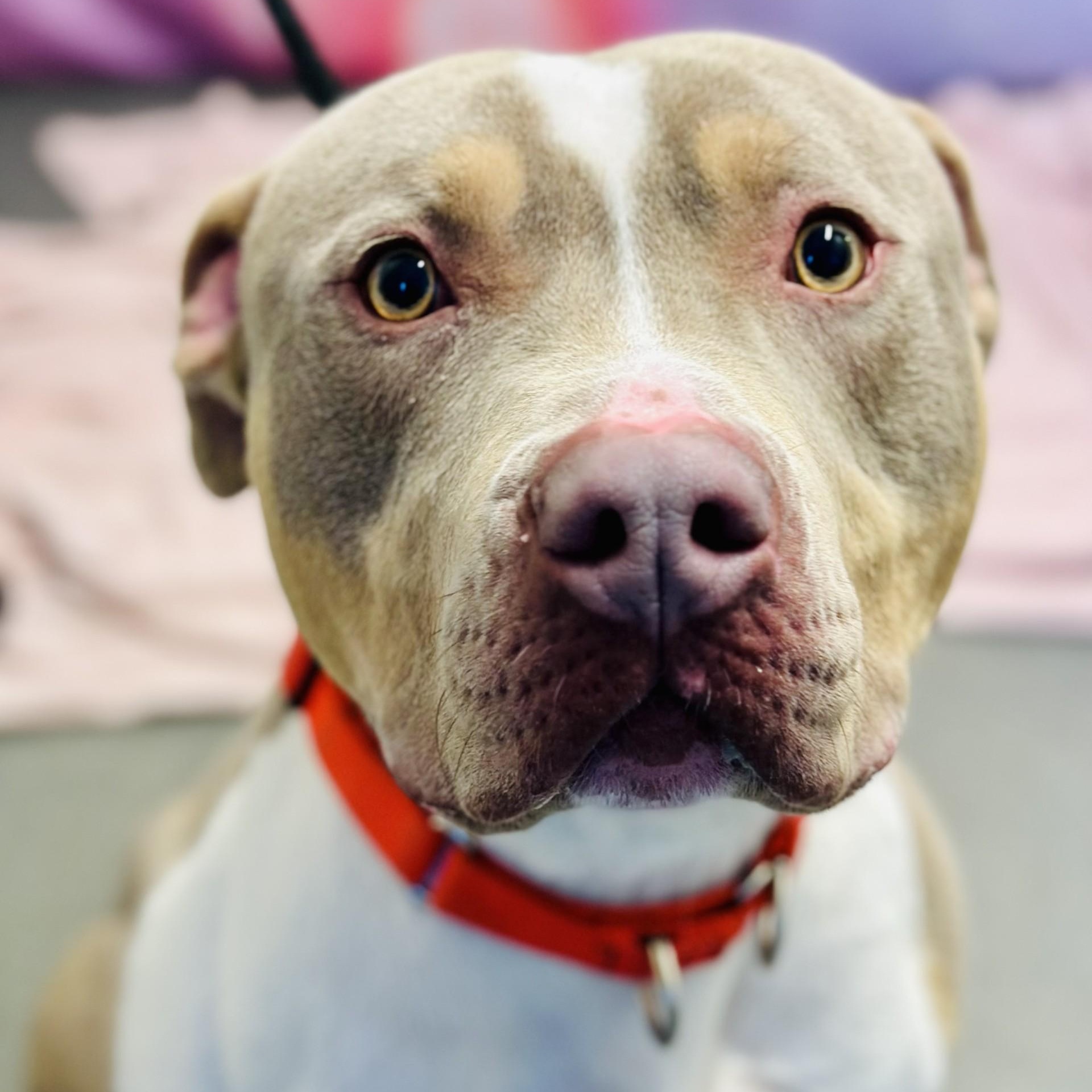 Enlarge Frankie, a Adoptable Pit Bull Terrier in Jackson, NJ image 3/4