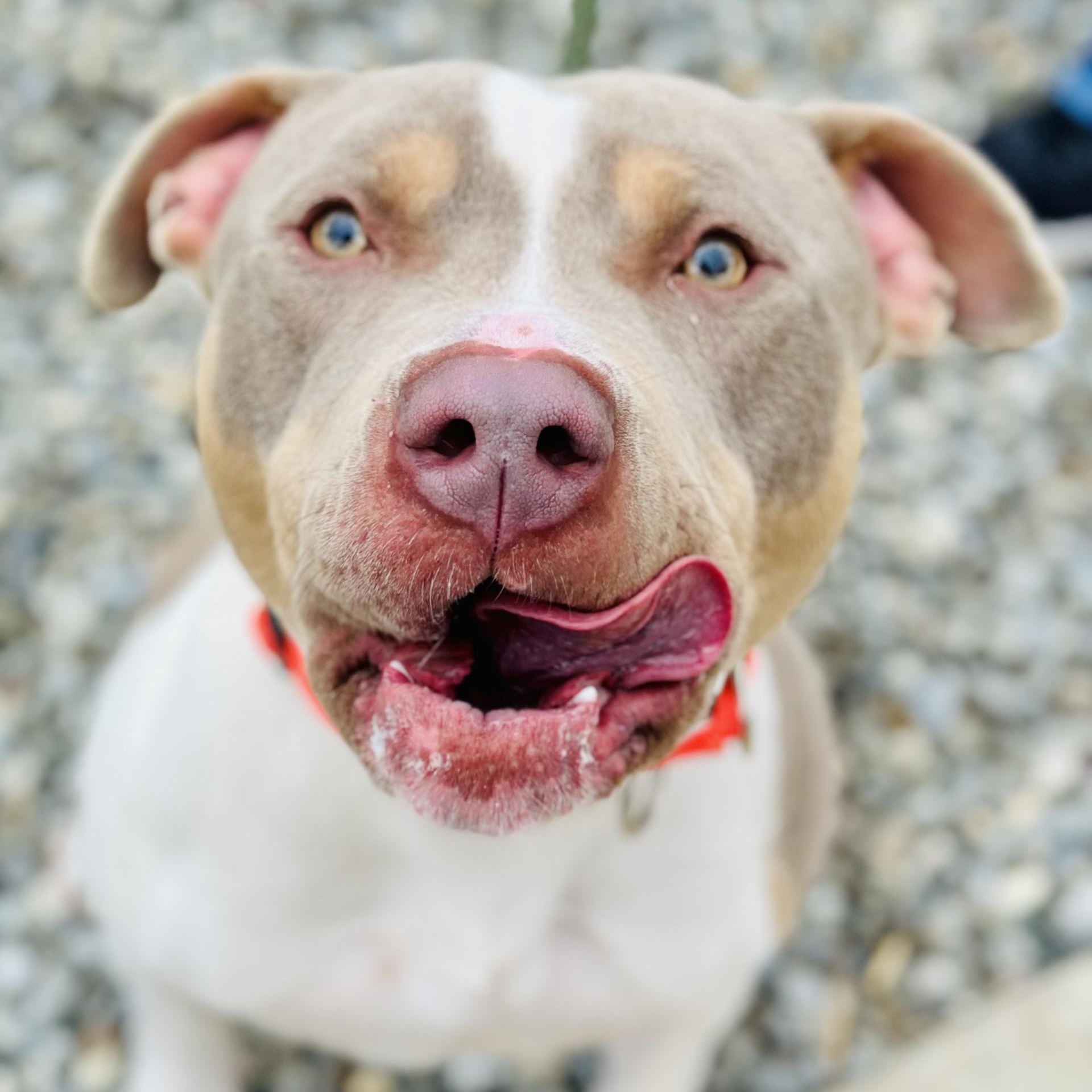 Frankie, Adoptable, Adult Male Pit Bull Terrier.