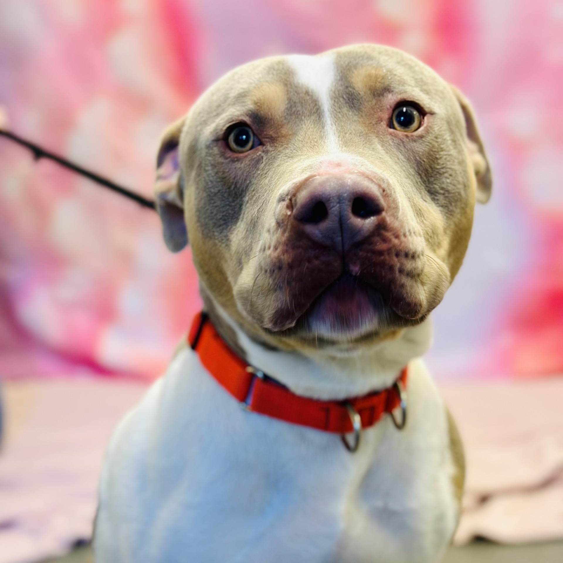 Enlarge Frankie, a Adoptable Pit Bull Terrier in Jackson, NJ image 4/4