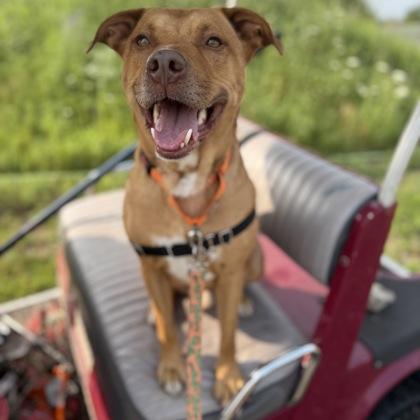 Charlie, a Adoptable mixed breed in Janesville, WI image 1/3