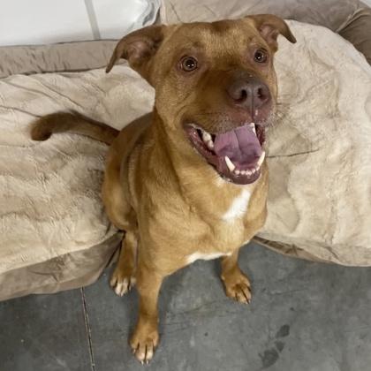 Charlie, Adoptable, Adult Male Mixed Breed & Mixed Breed.