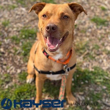 Charlie, a Adoptable mixed breed in Janesville, WI image 2/3
