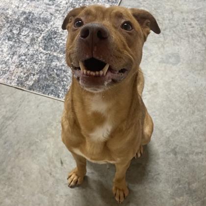 Enlarge Charlie, a Adoptable mixed breed in Janesville, WI image 2/3